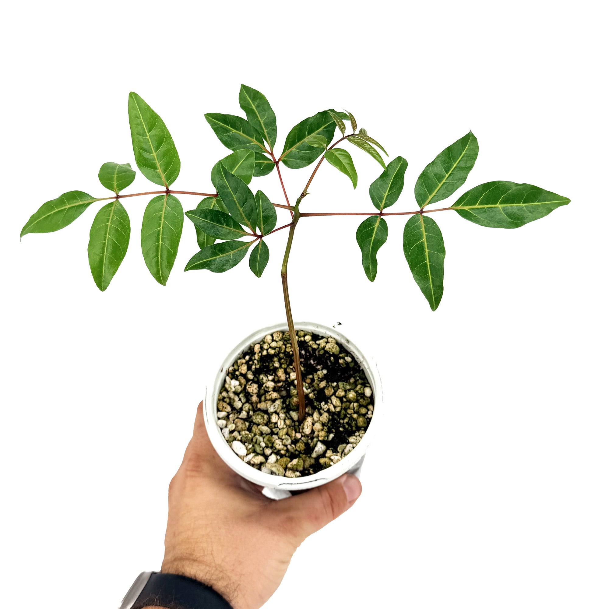 Erythrophysa paniculata