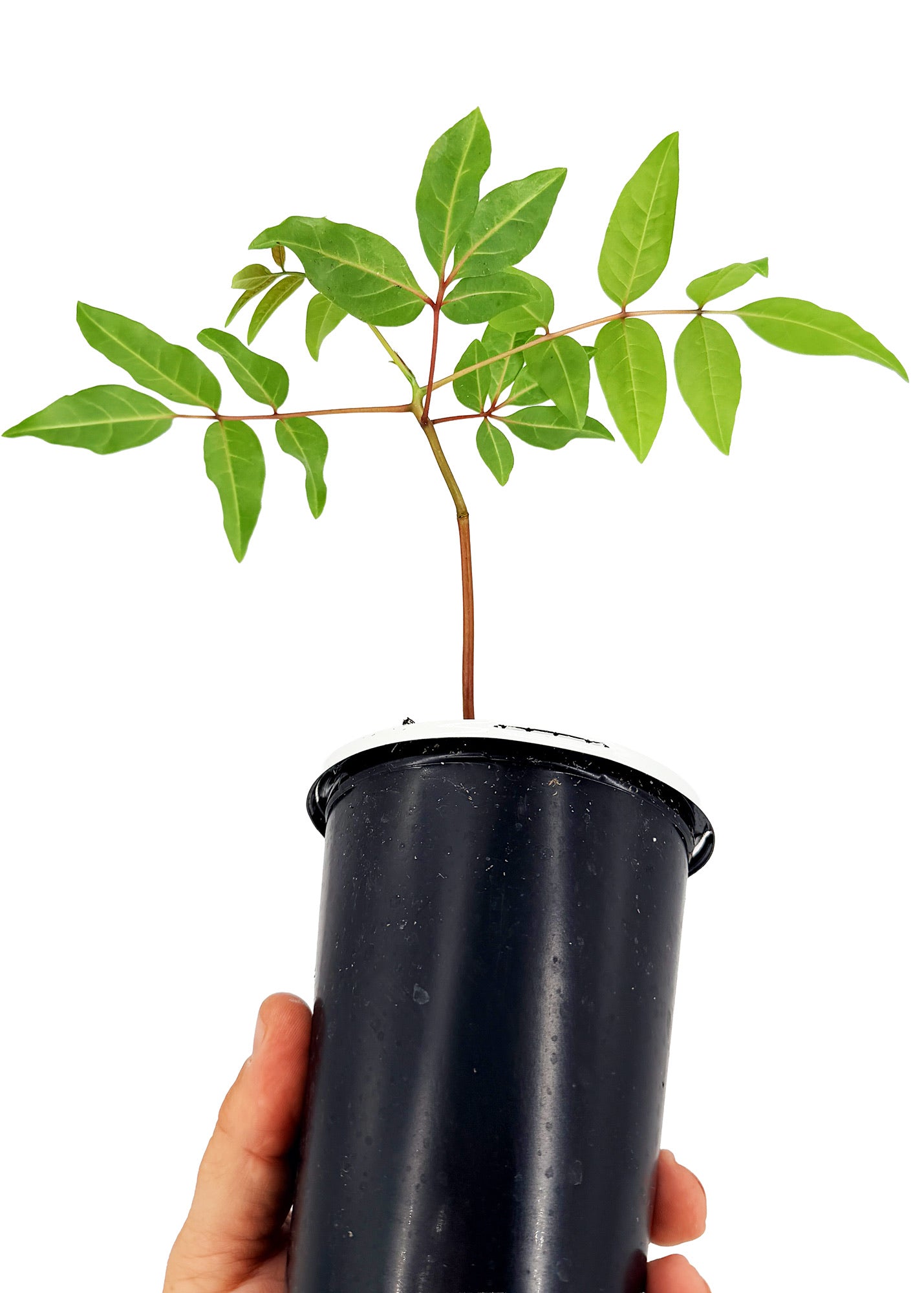 Erythrophysa paniculata