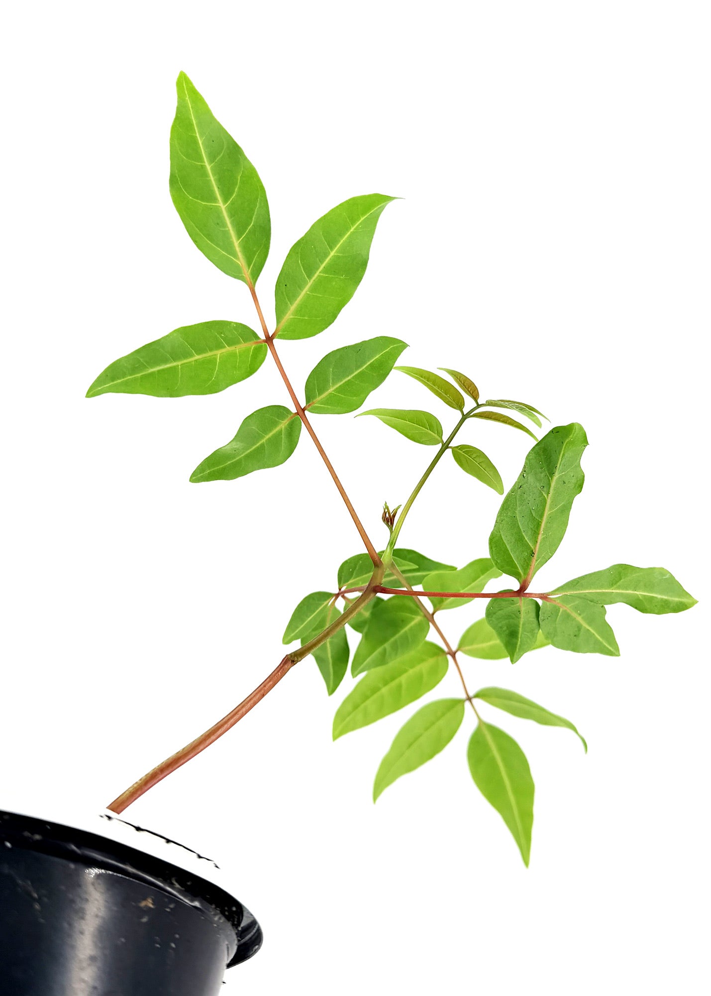 Erythrophysa paniculata