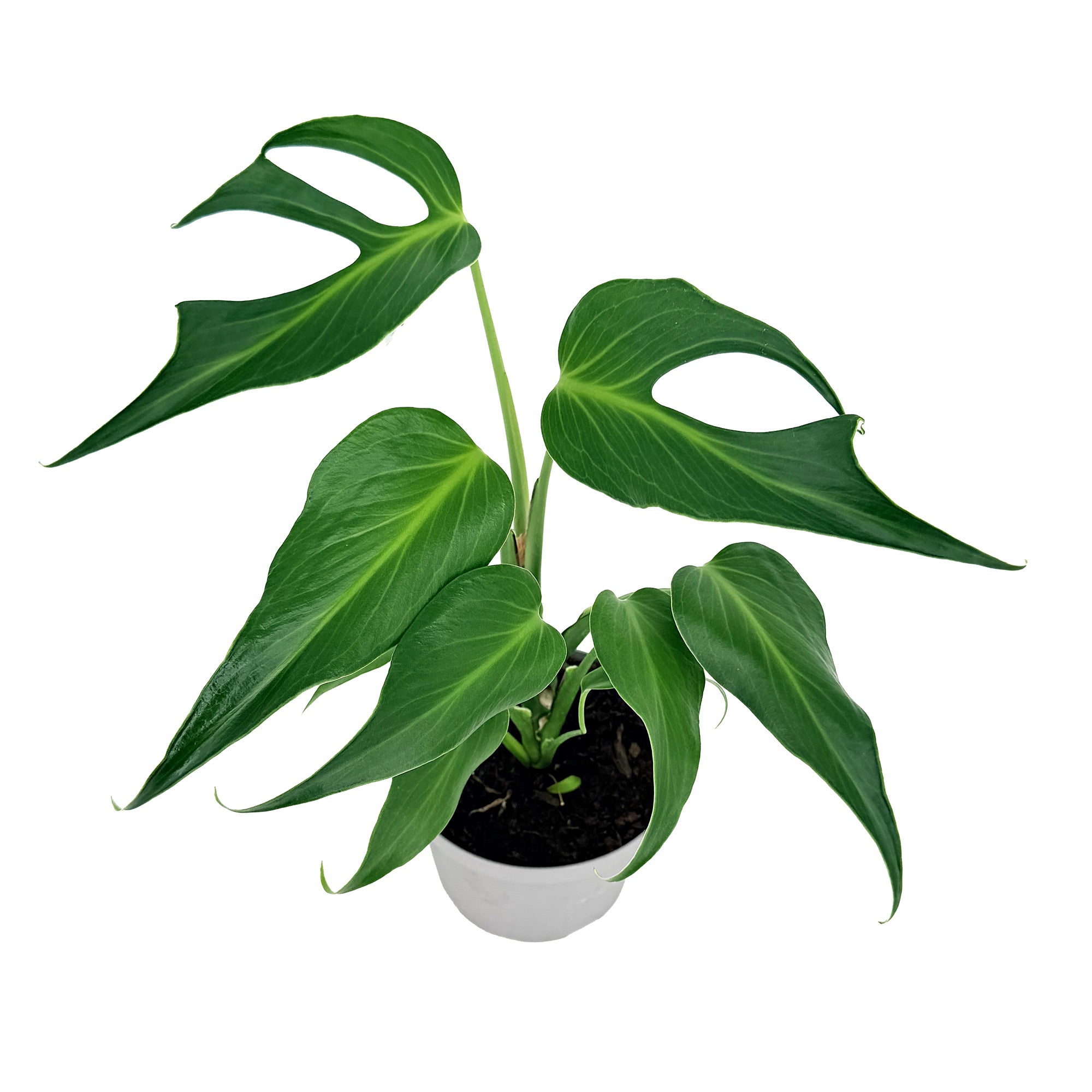 Monstera Burle Marx Flame