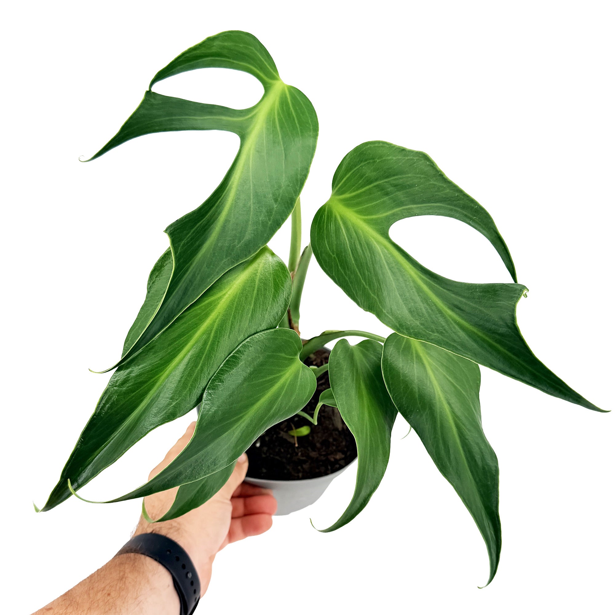Monstera Burle Marx Flame