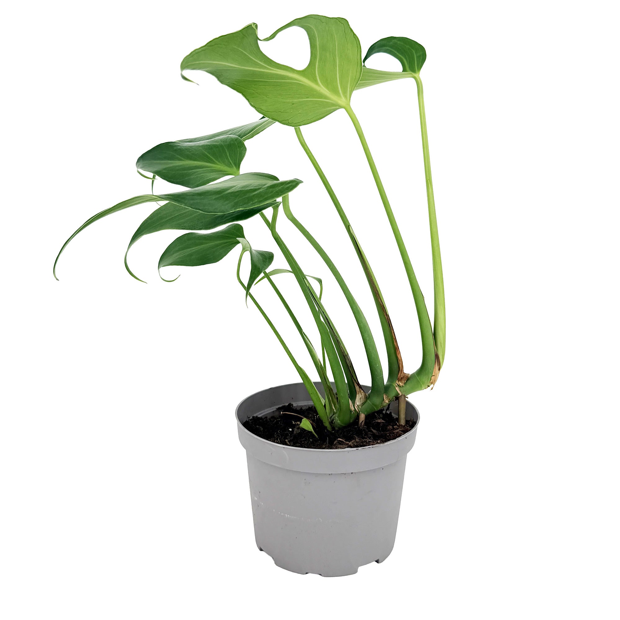 Monstera Burle Marx Flame