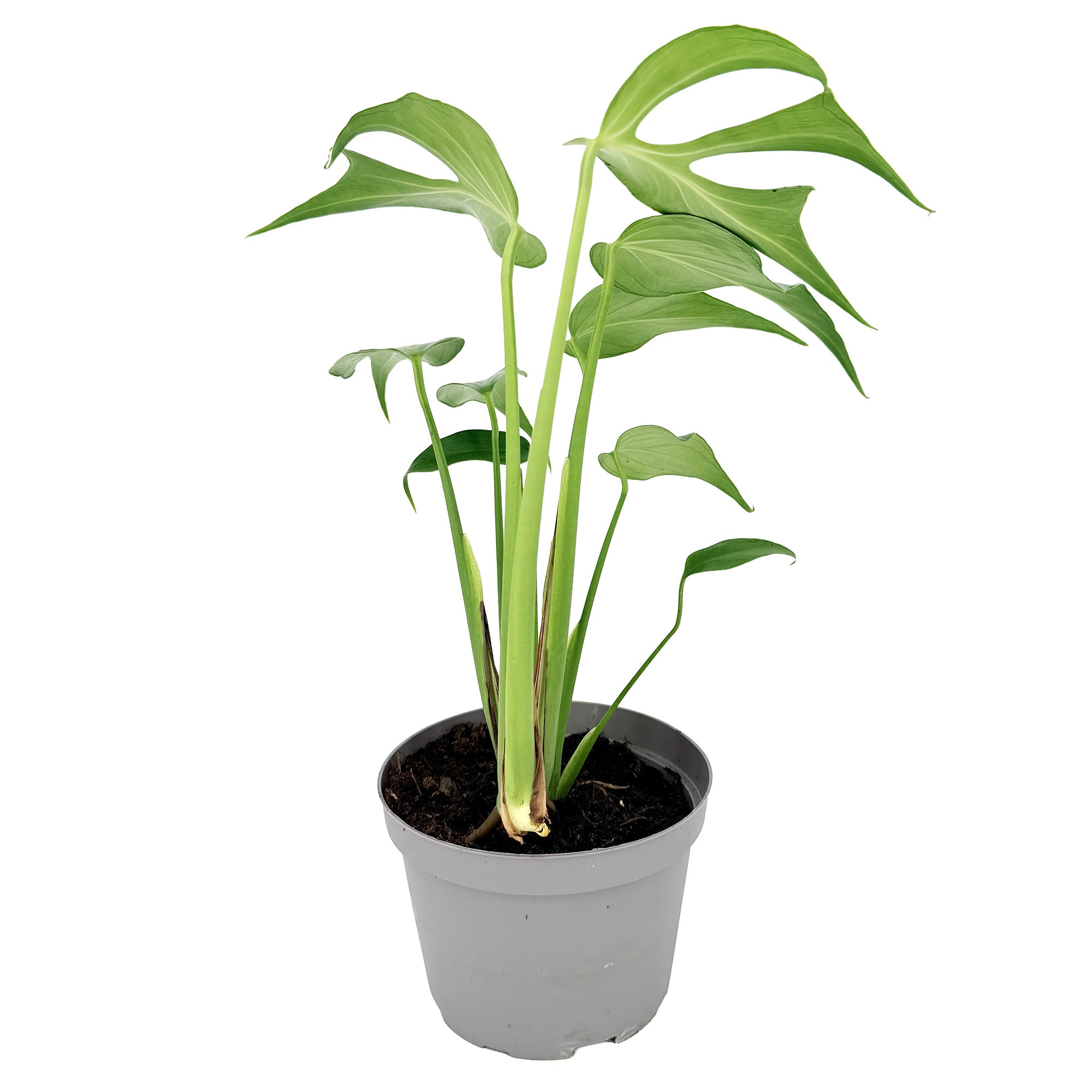 Monstera Burle Marx Flame