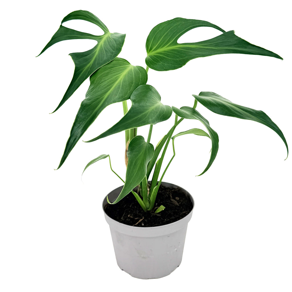 Monstera Burle Marx Flame
