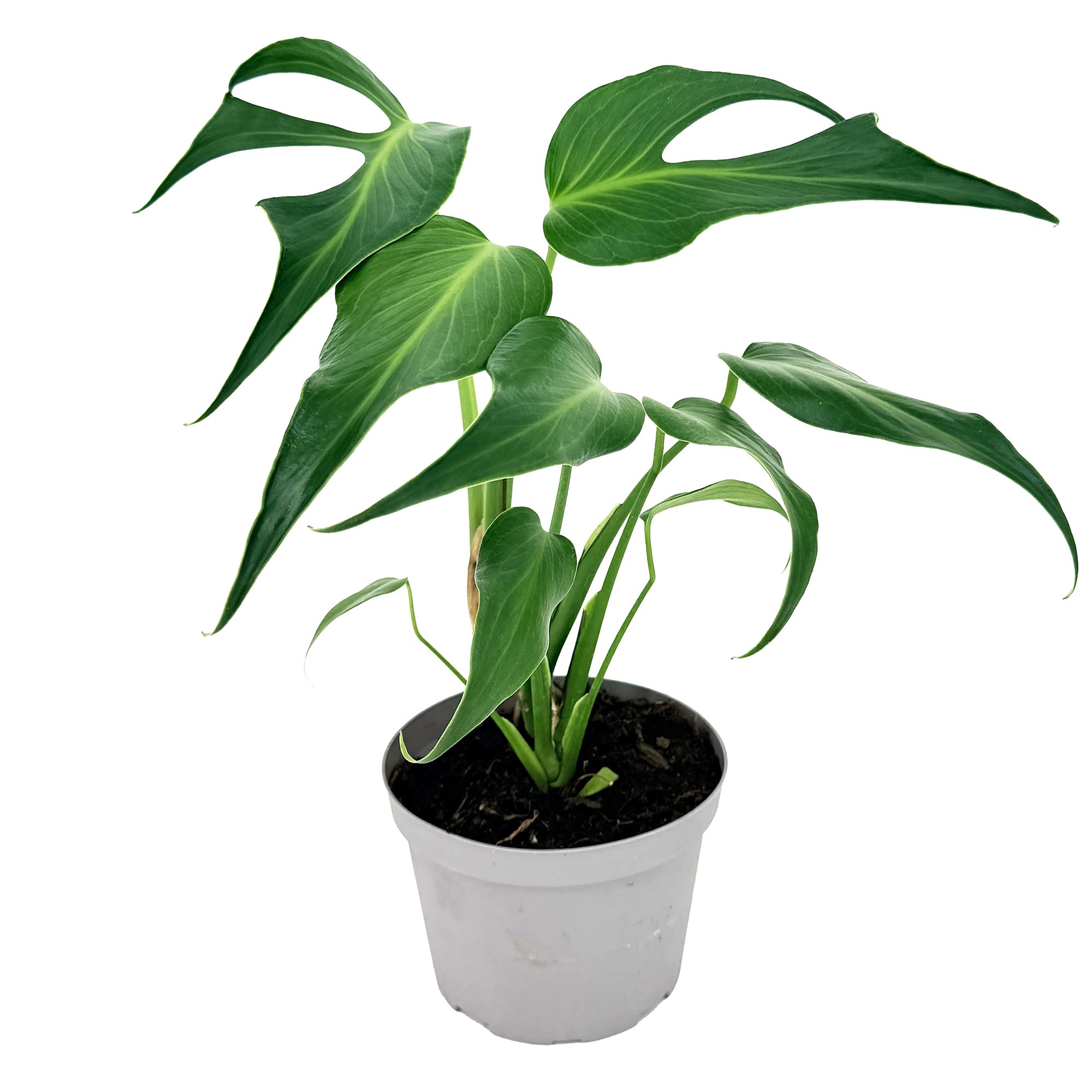 Monstera Burle Marx Flame