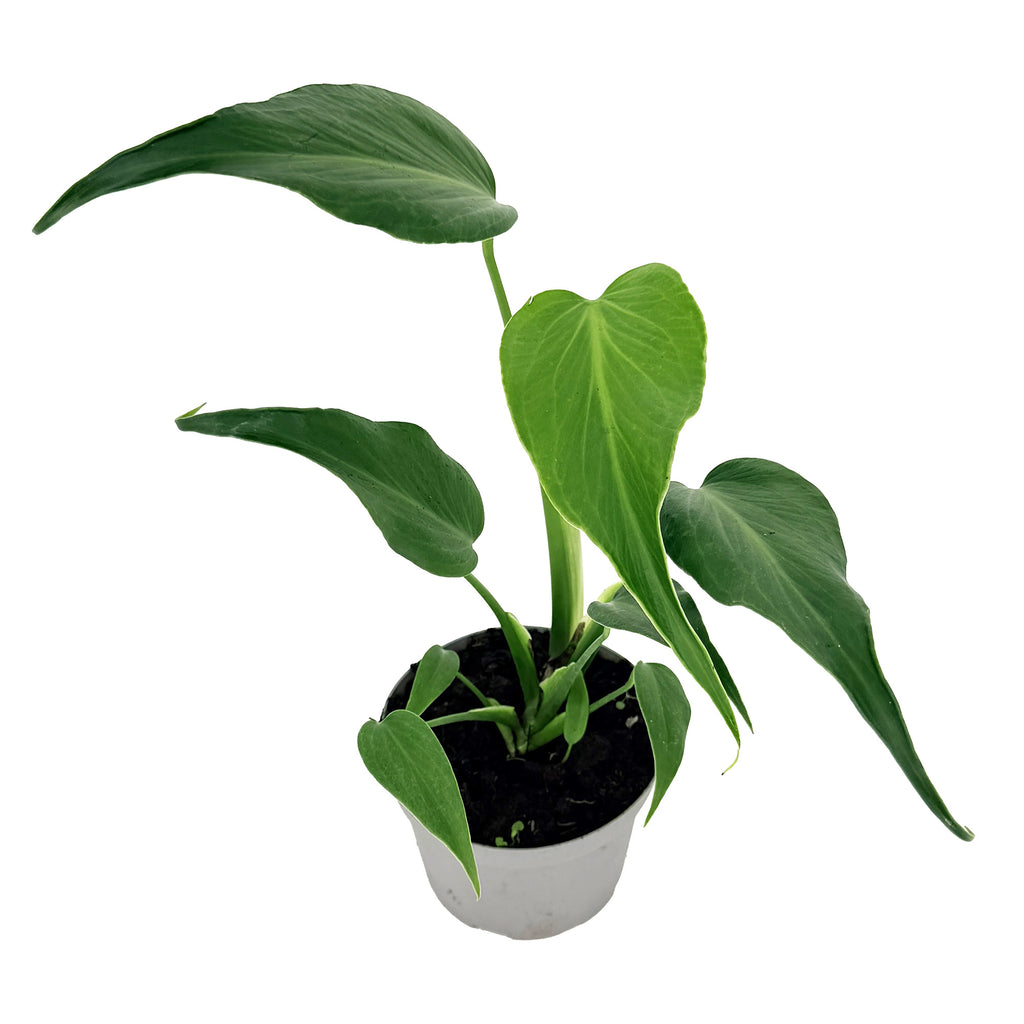 Monstera Burle Marx Flame