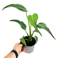 Monstera Burle Marx Flame