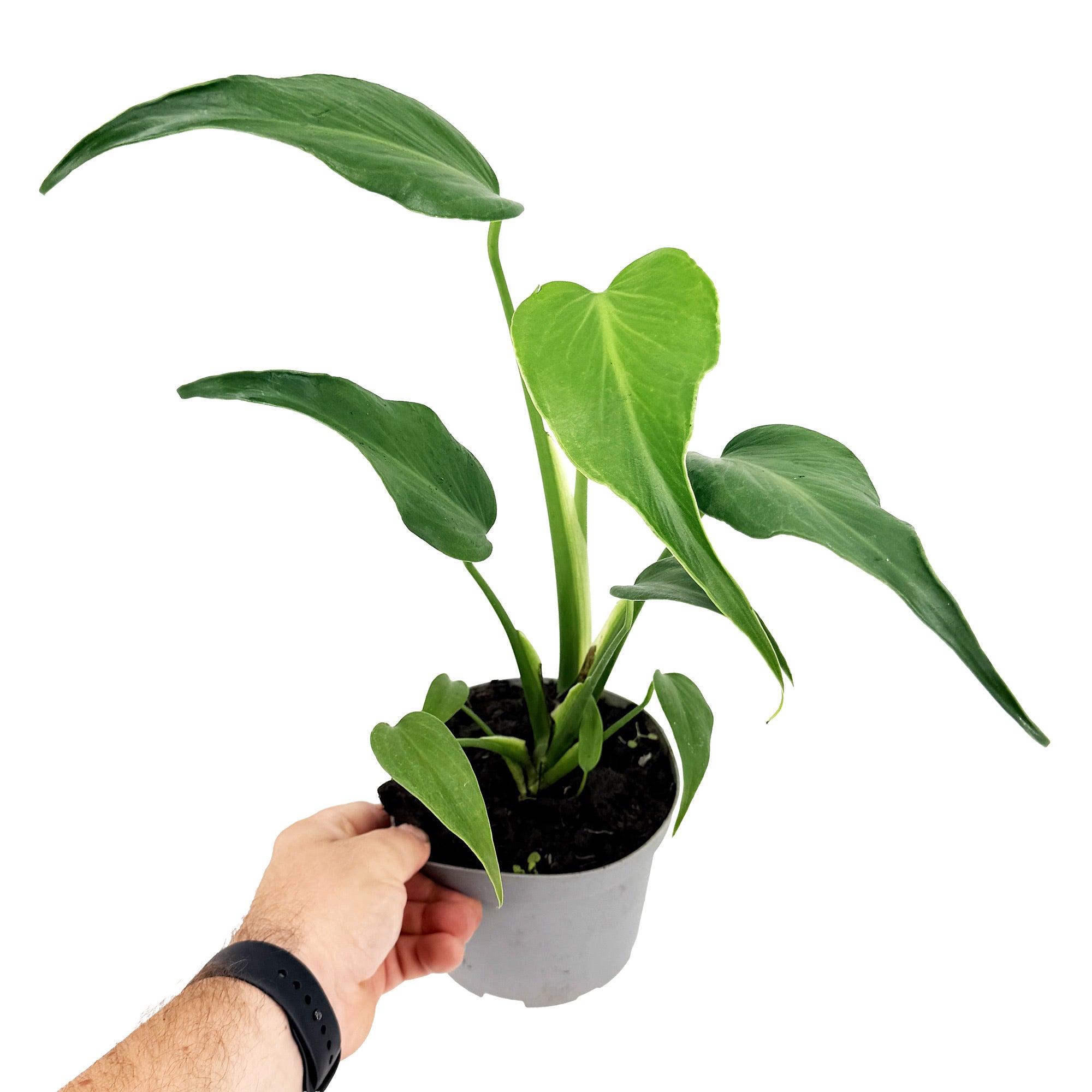 Monstera Burle Marx Flame