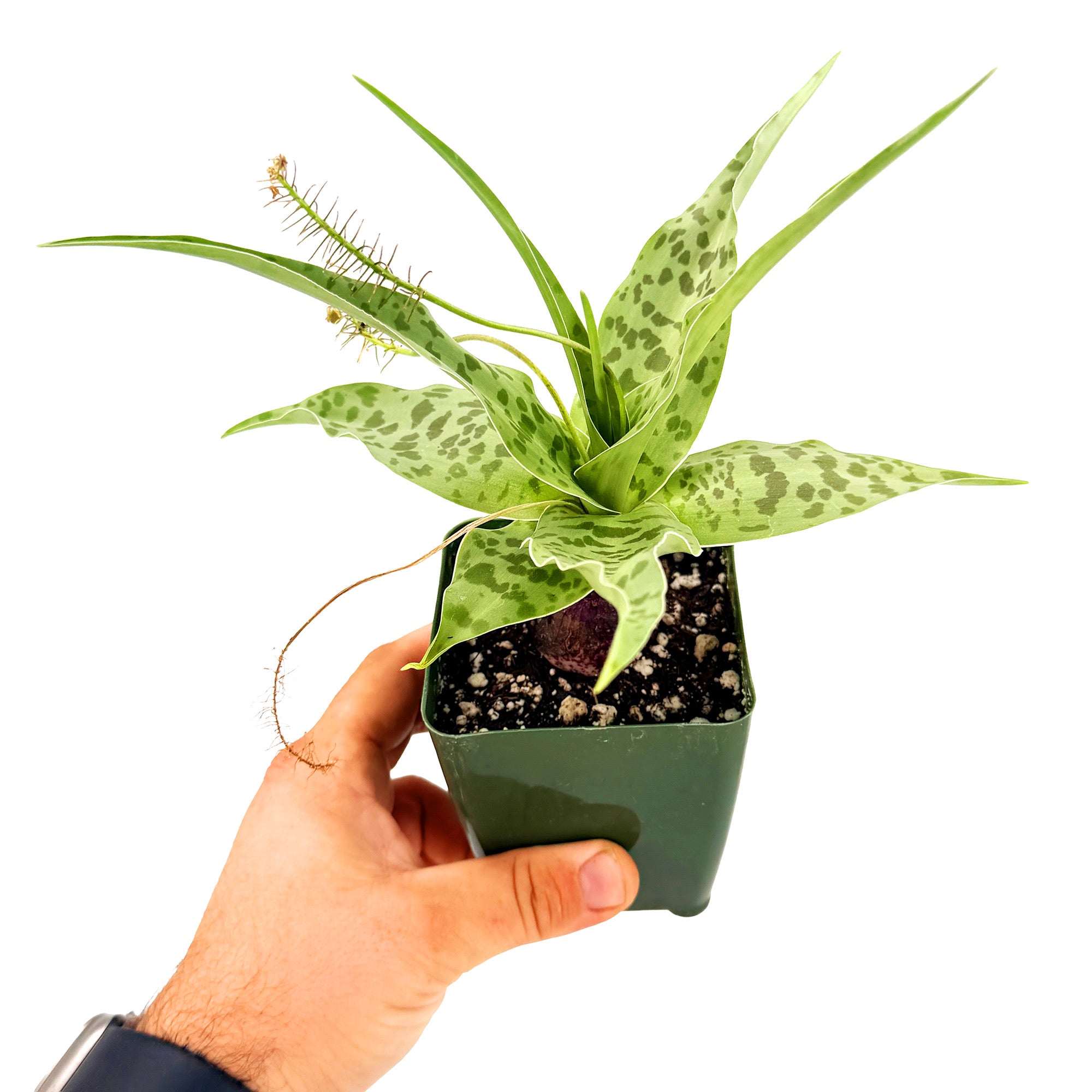 Ledebouria revoluta