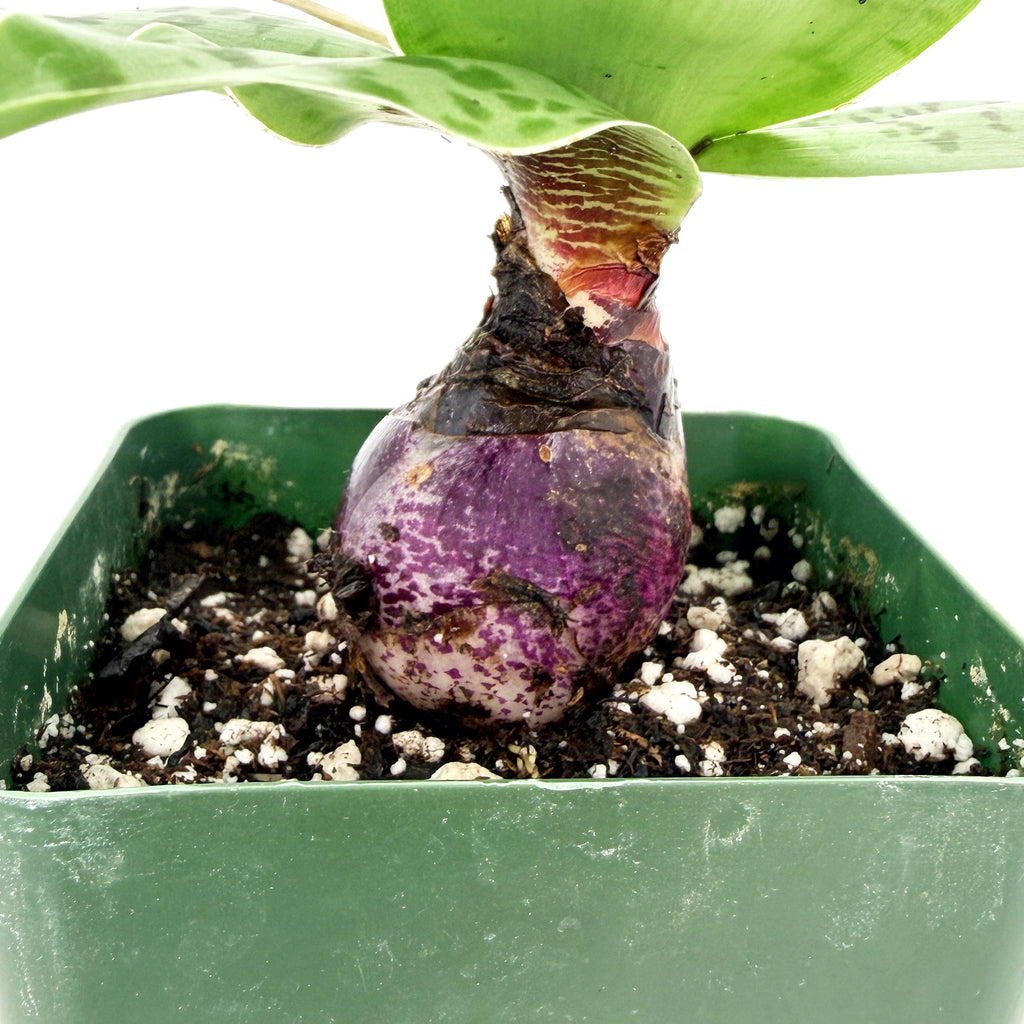 Ledebouria revoluta