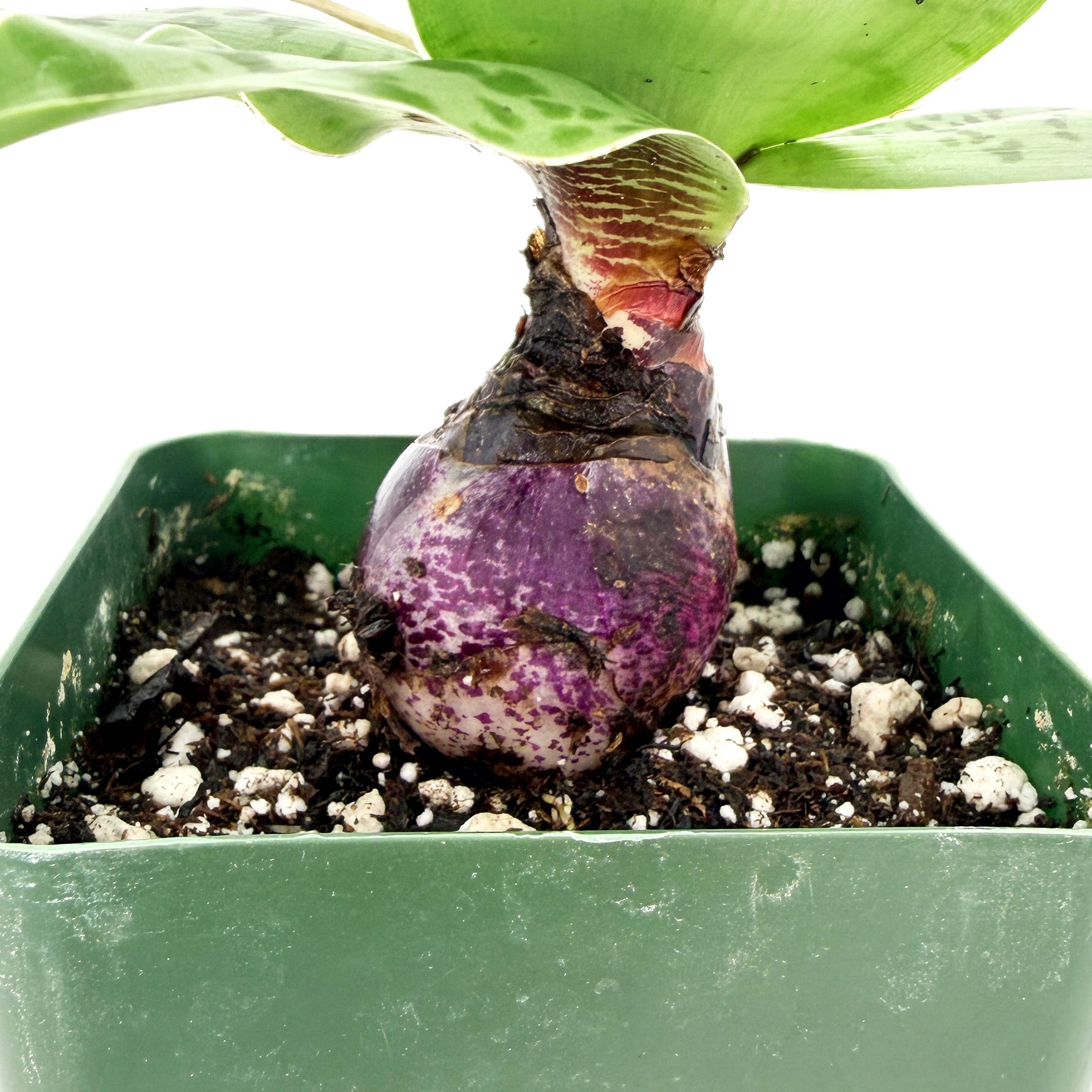 Ledebouria revoluta