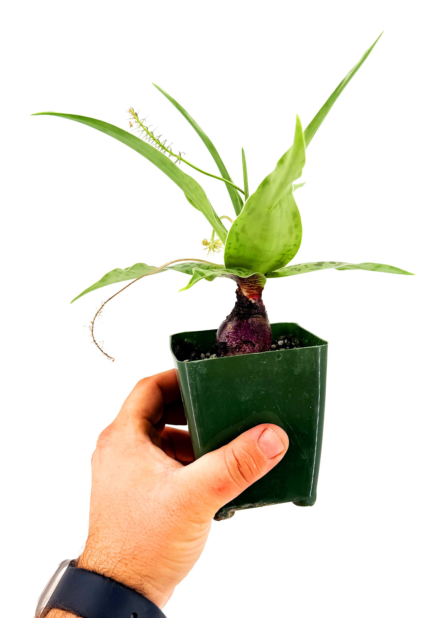 Ledebouria revoluta