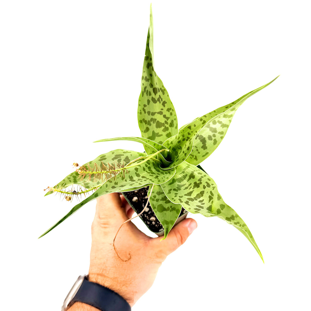 Ledebouria revoluta