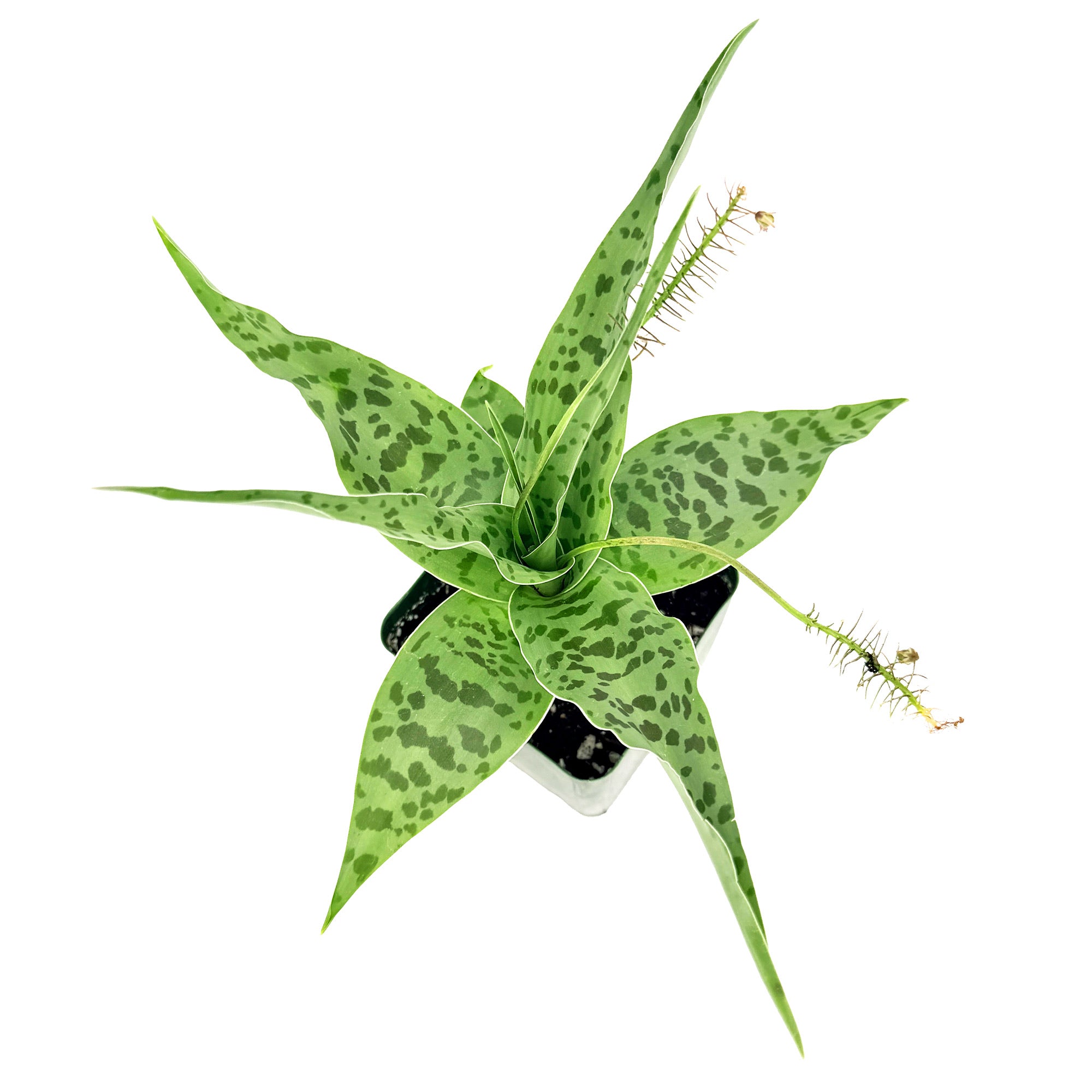 Ledebouria revoluta