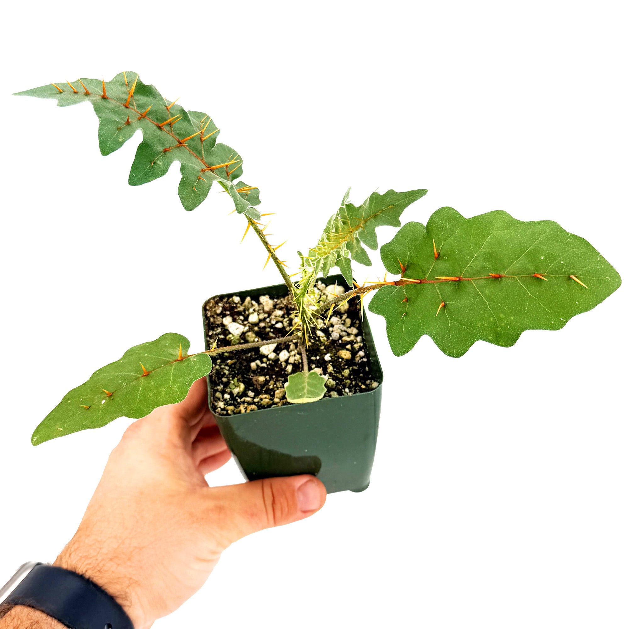 Solanum pyracanthos 'Porcupine Tomato'