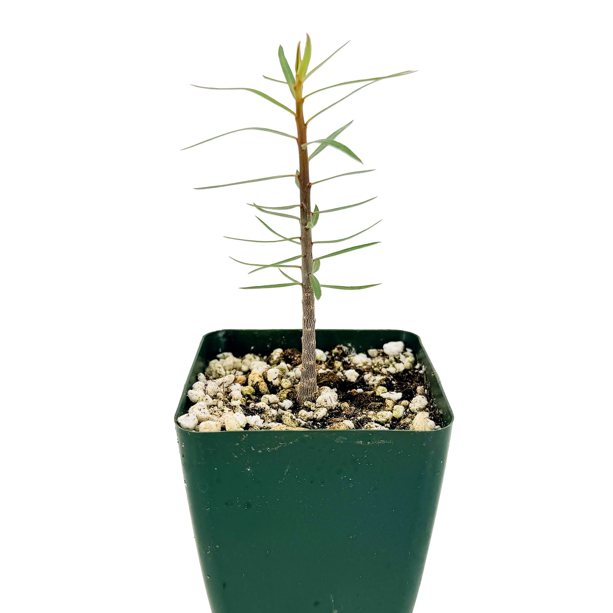 Euphorbia balsamifera