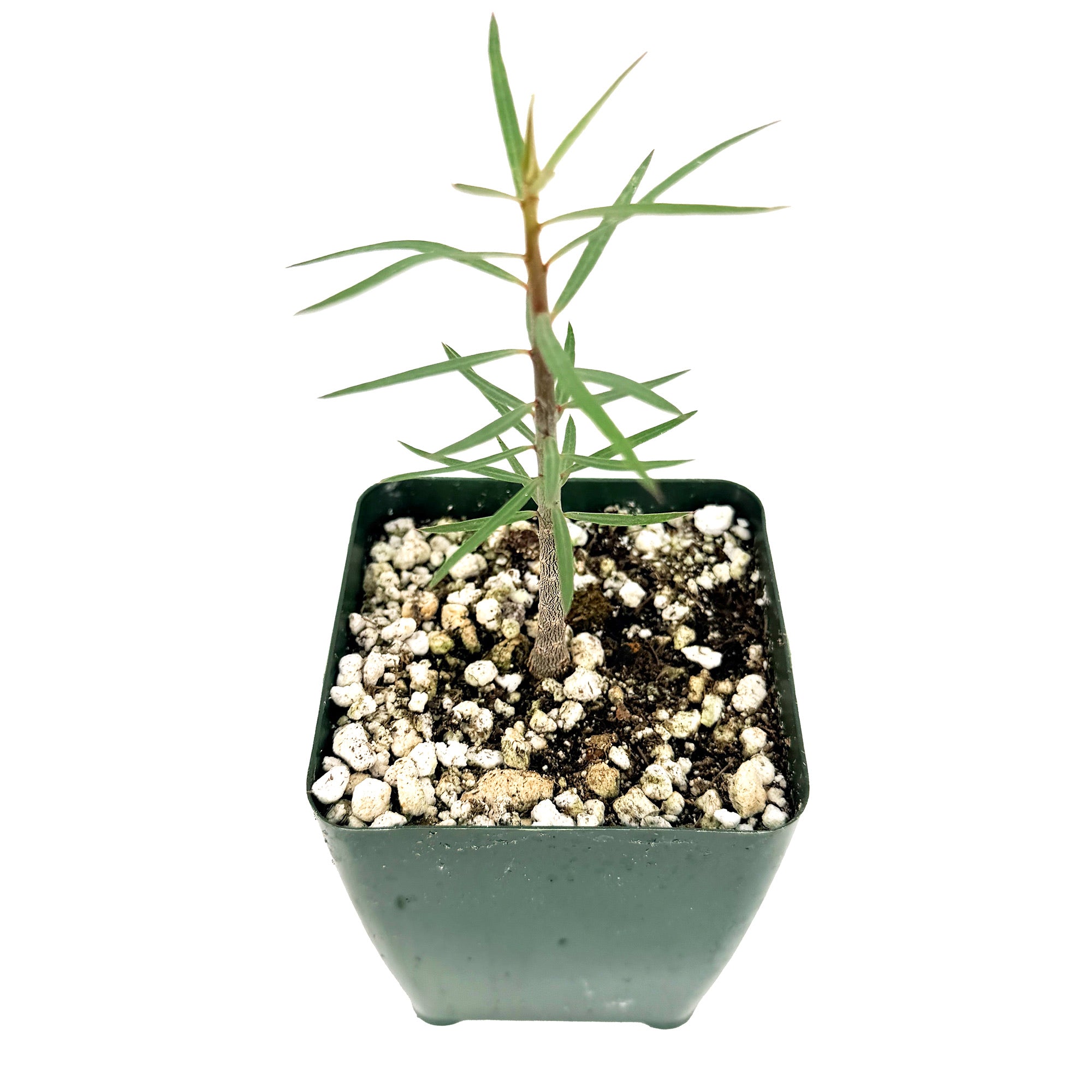 Euphorbia balsamifera