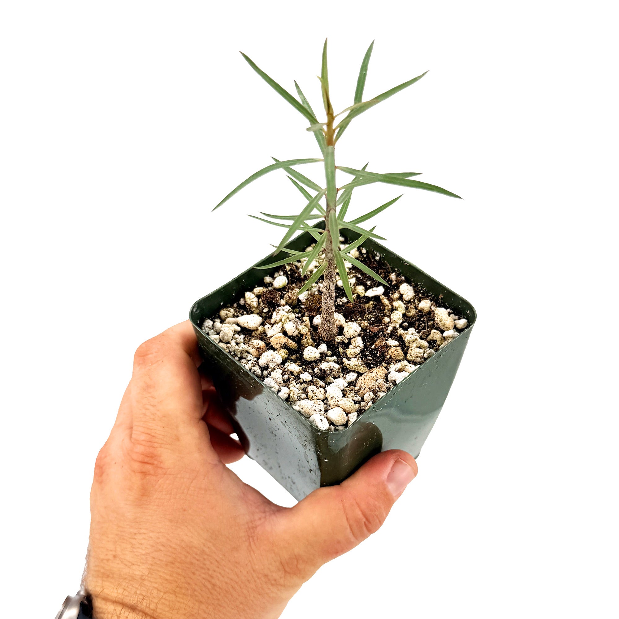 Euphorbia balsamifera