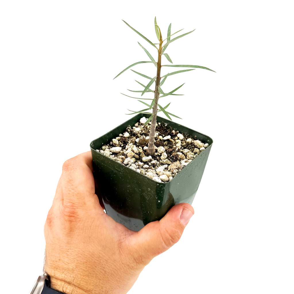 Euphorbia balsamifera