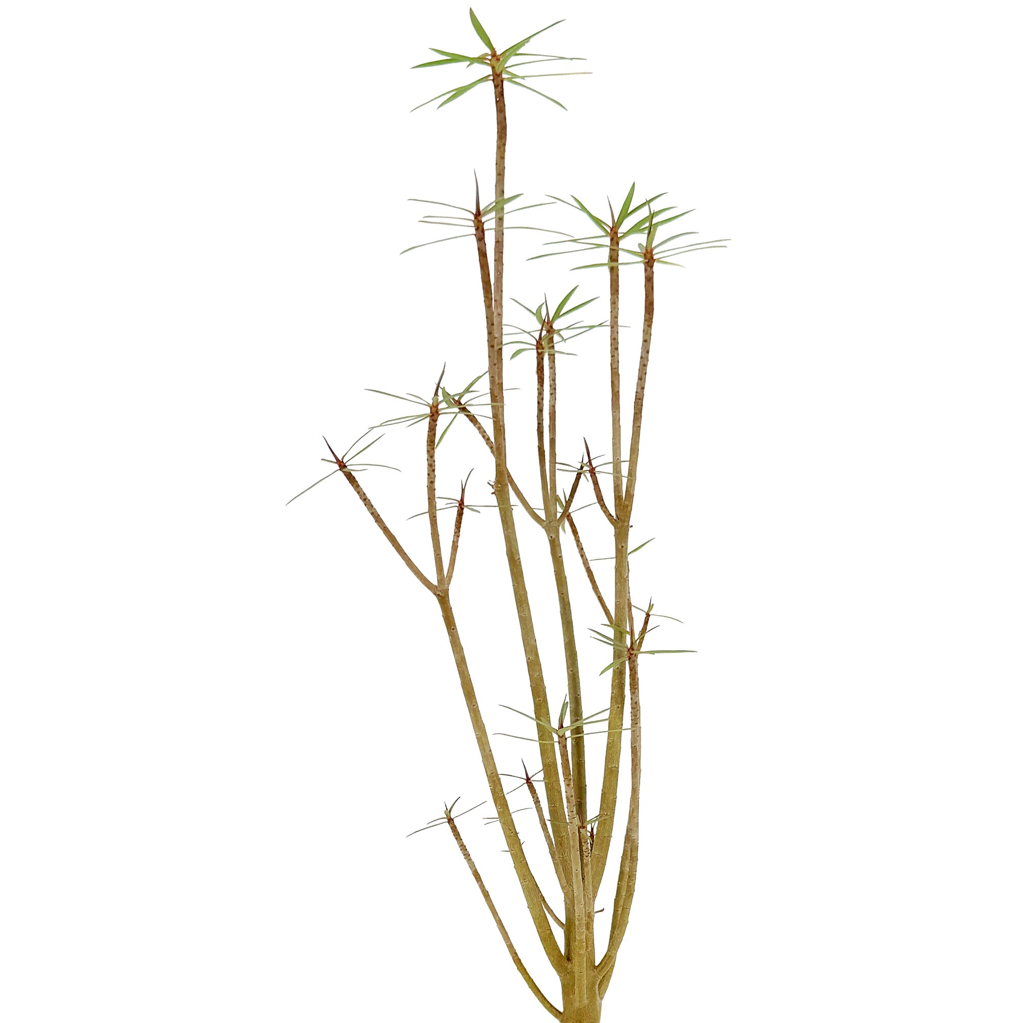 Euphorbia balsamifera