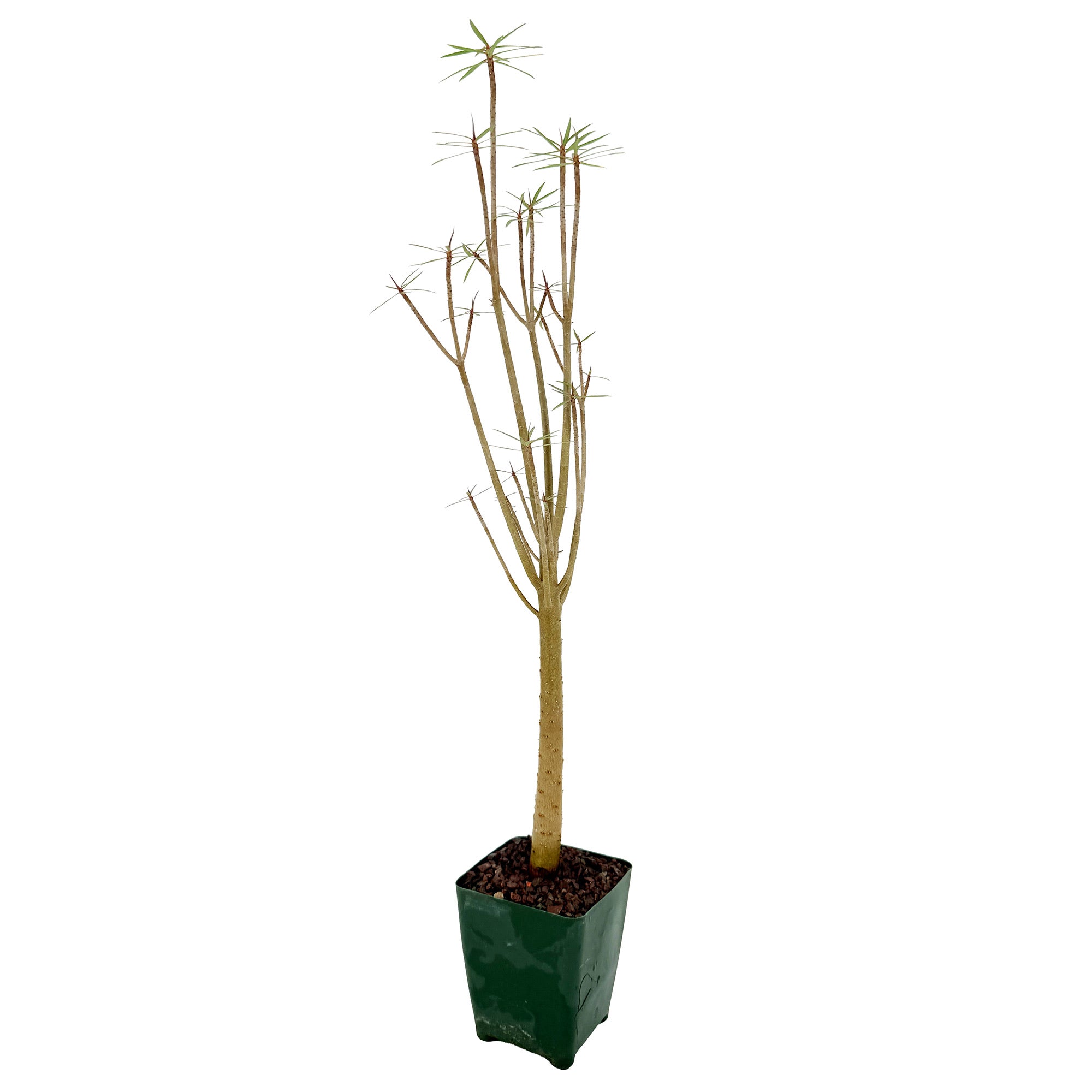 Euphorbia balsamifera