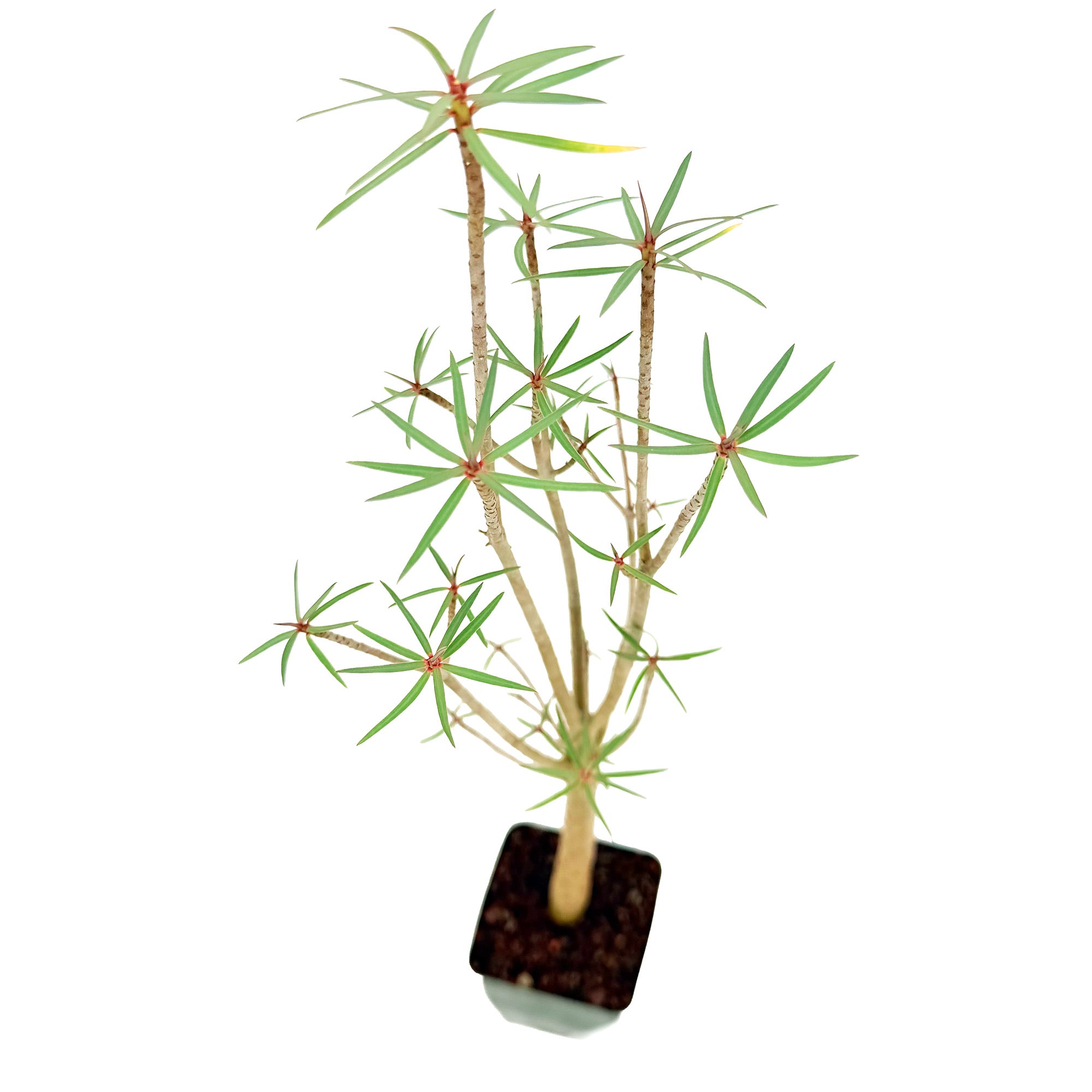 Euphorbia balsamifera