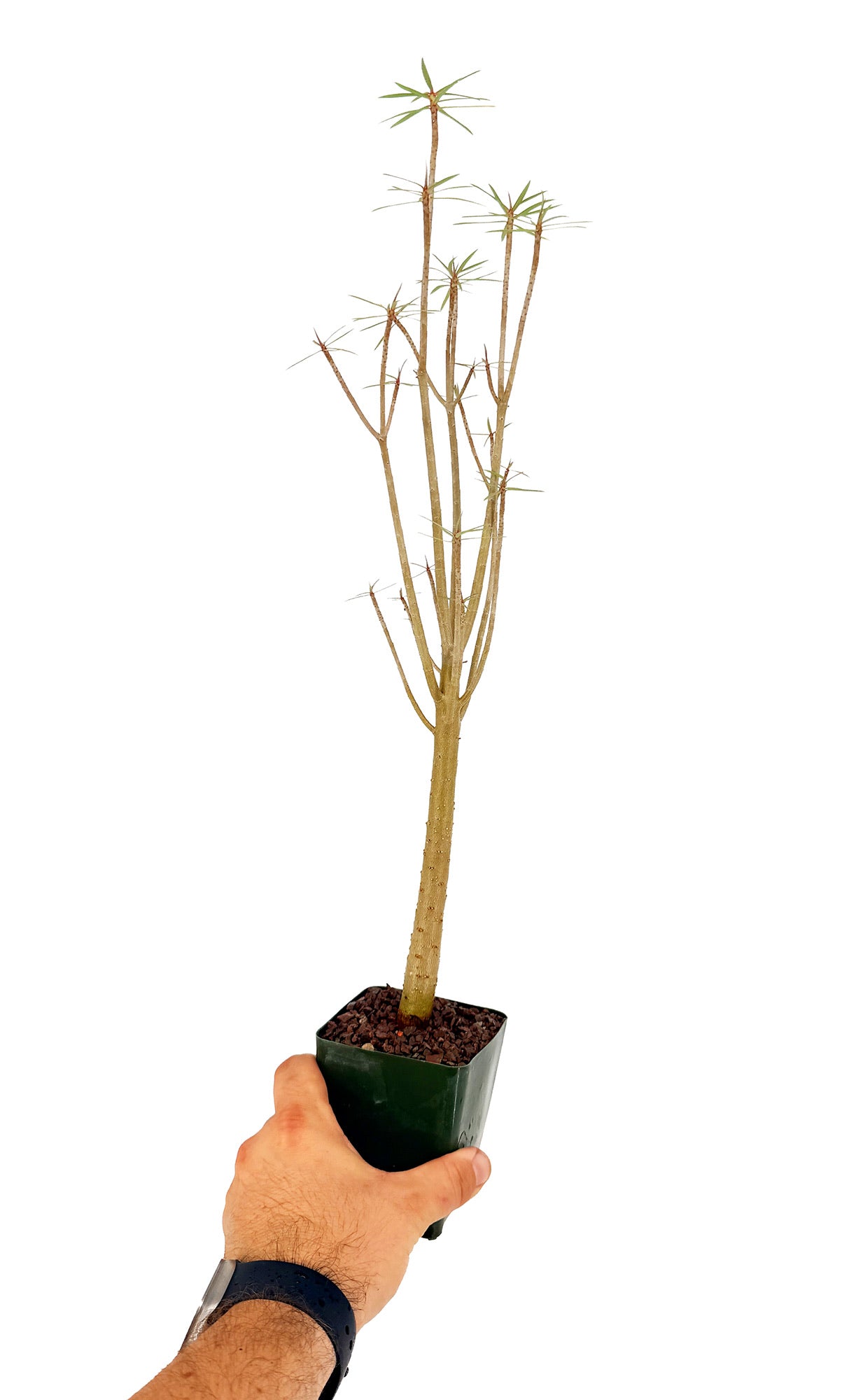 Euphorbia balsamifera