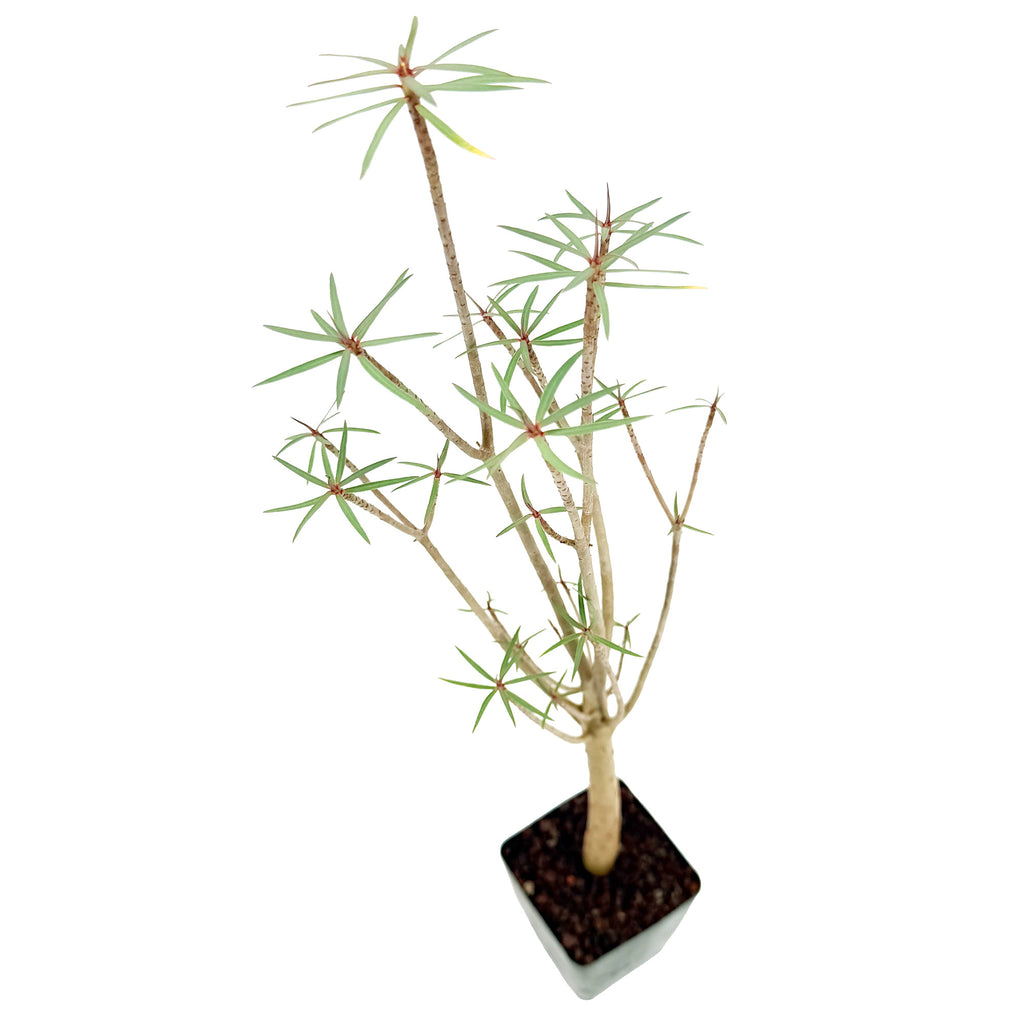 Euphorbia balsamifera