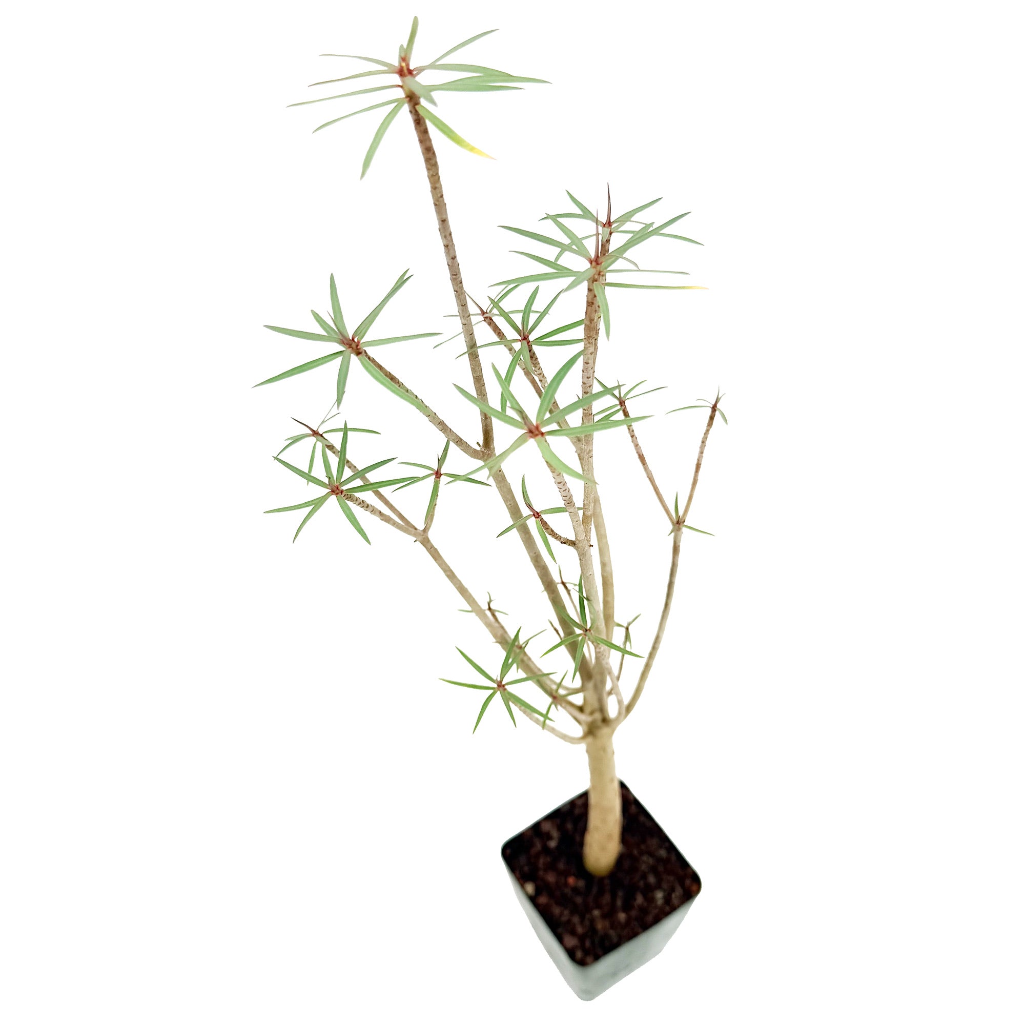 Euphorbia balsamifera
