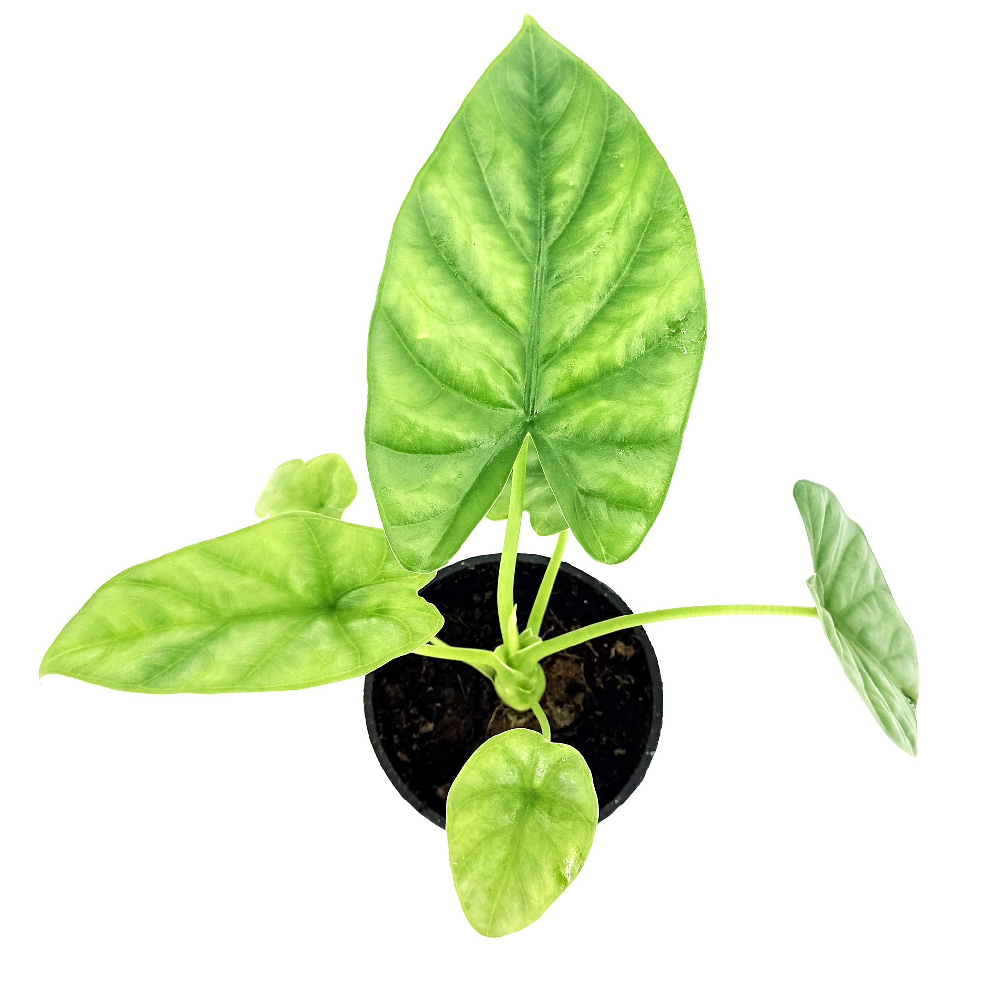 Alocasia lukiwan