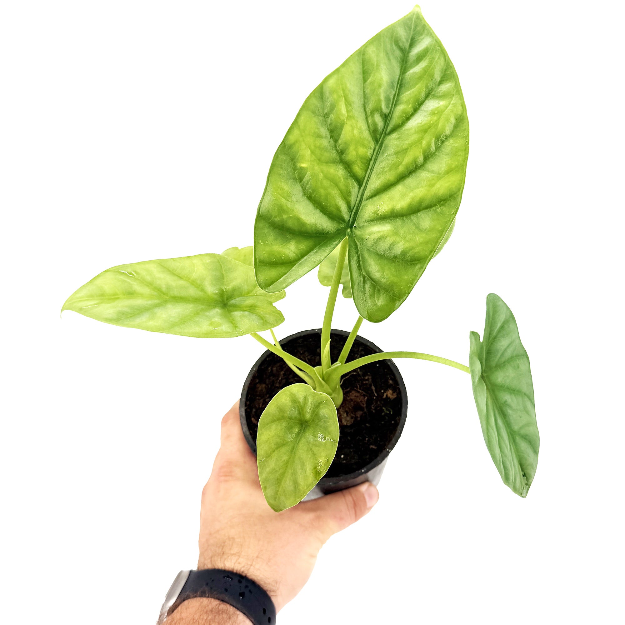 Alocasia lukiwan