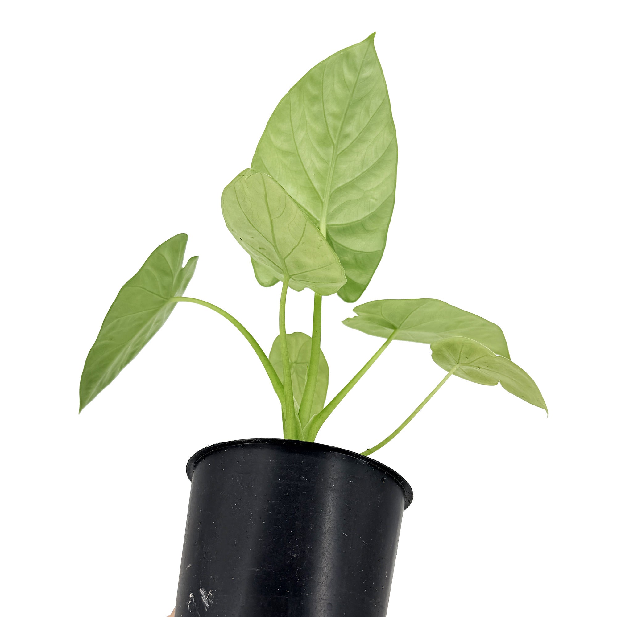 Alocasia lukiwan