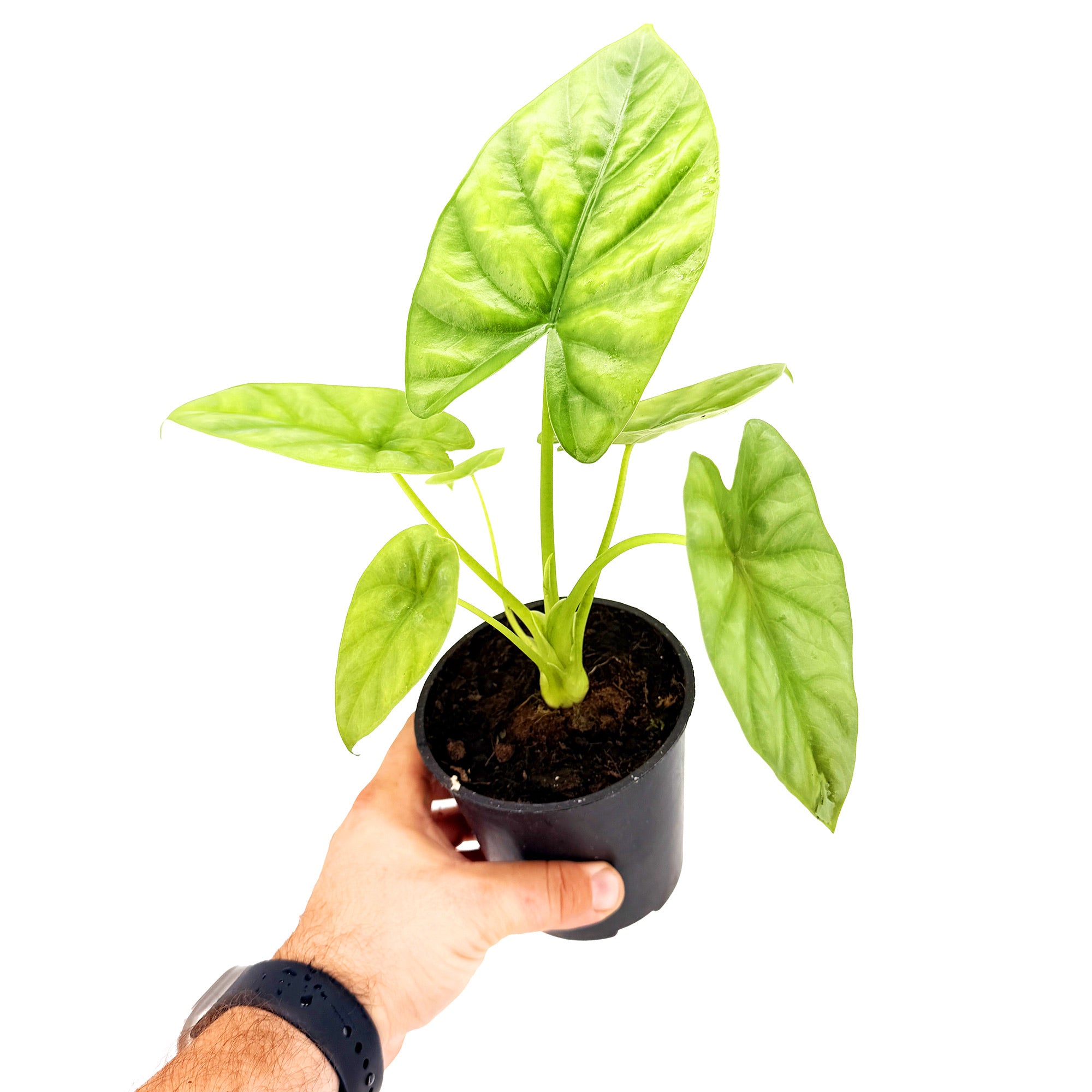 Alocasia lukiwan