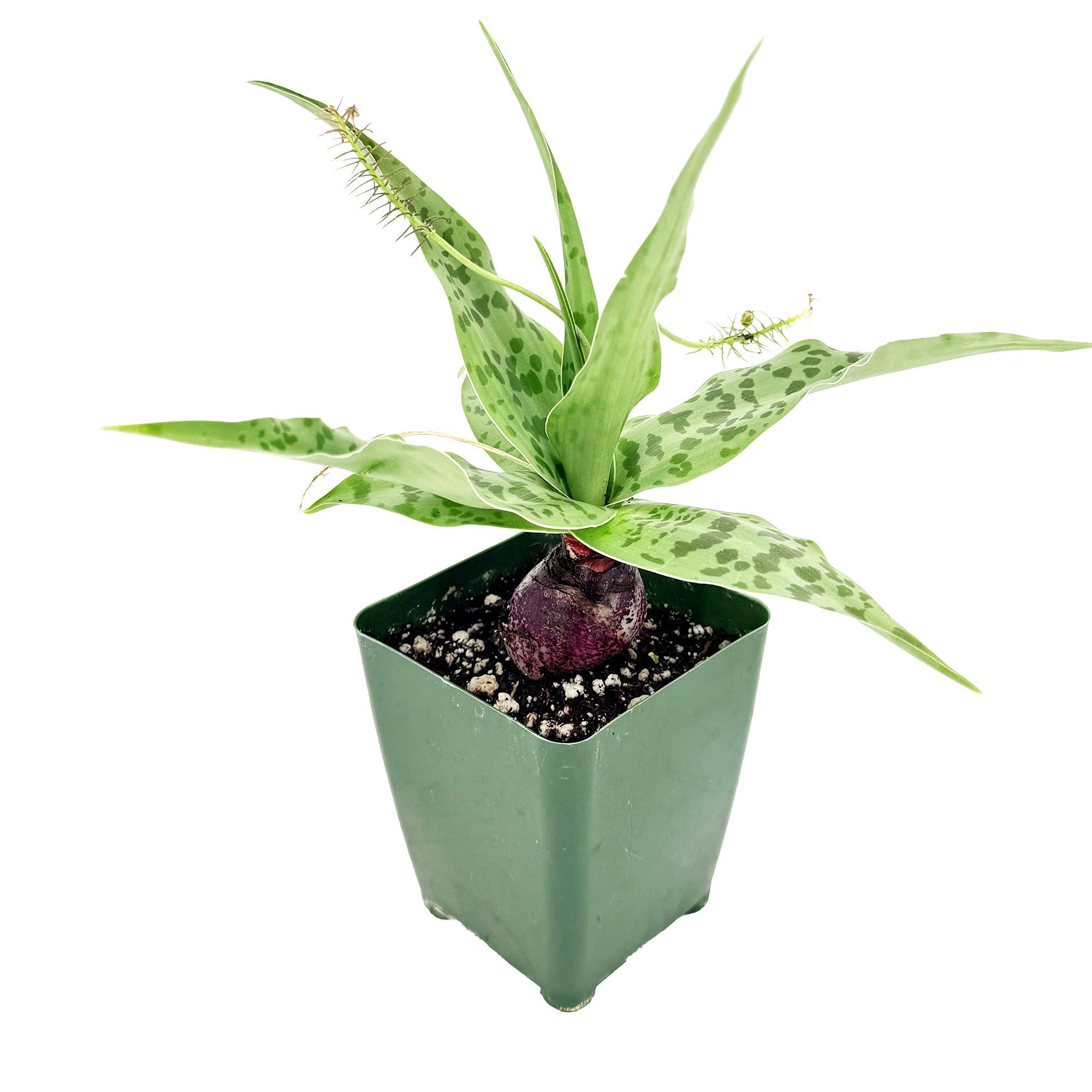 Ledebouria revoluta