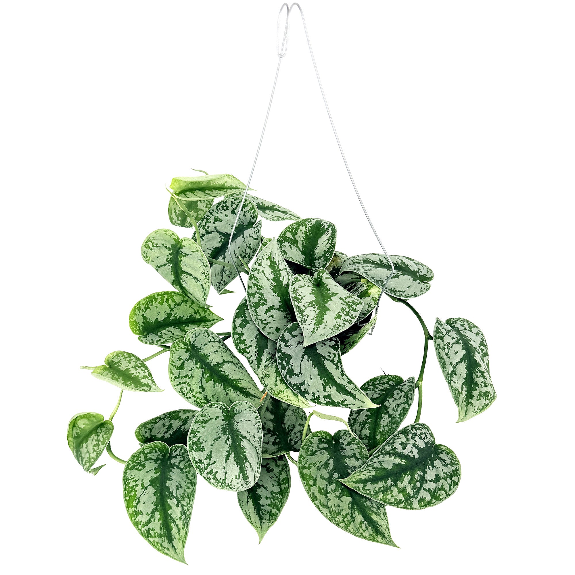 Scindapsus pictus exotica