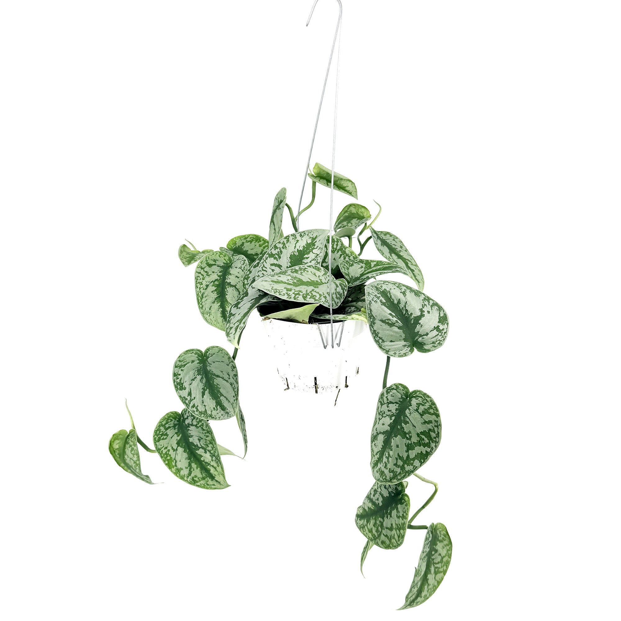 Scindapsus pictus exotica
