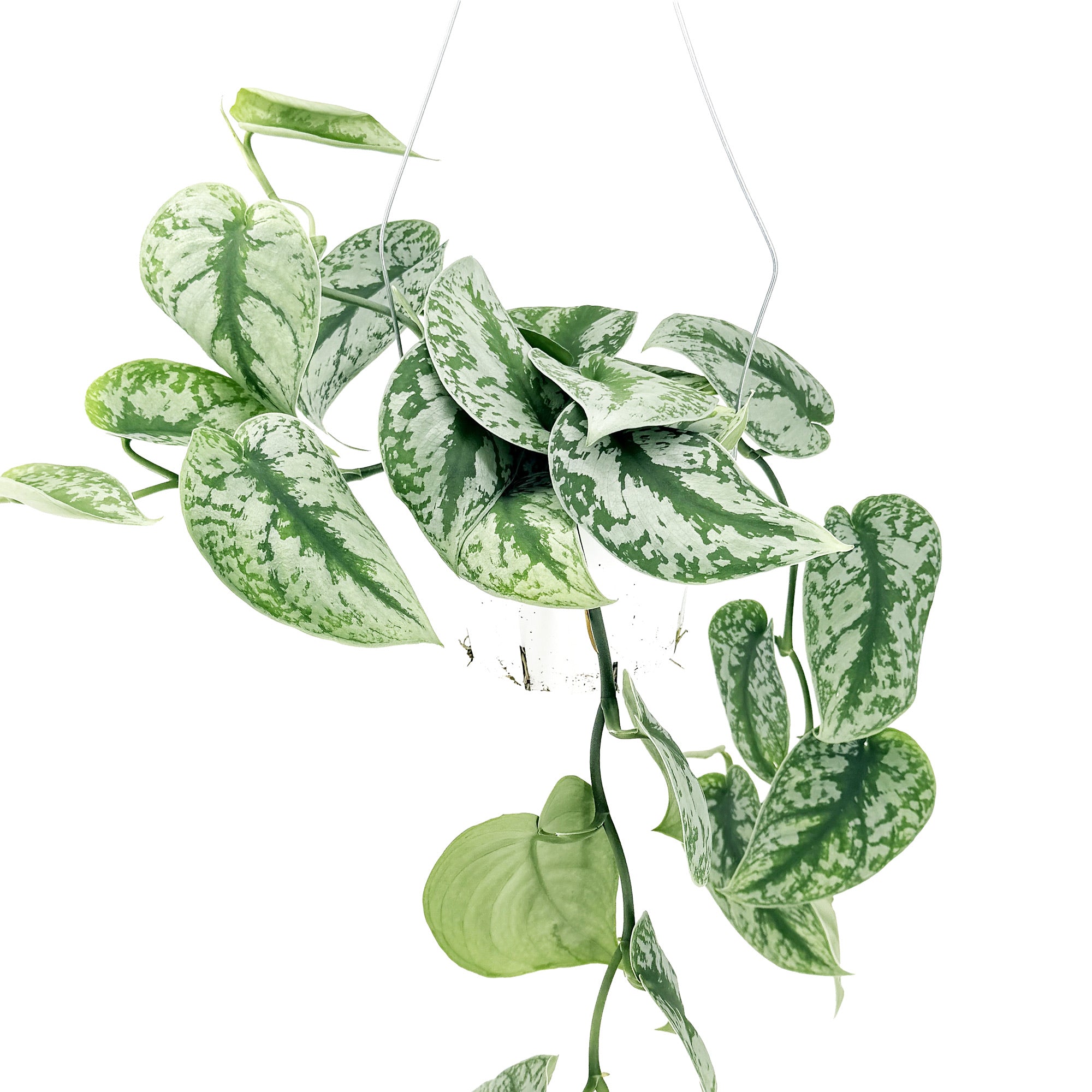 Scindapsus pictus exotica