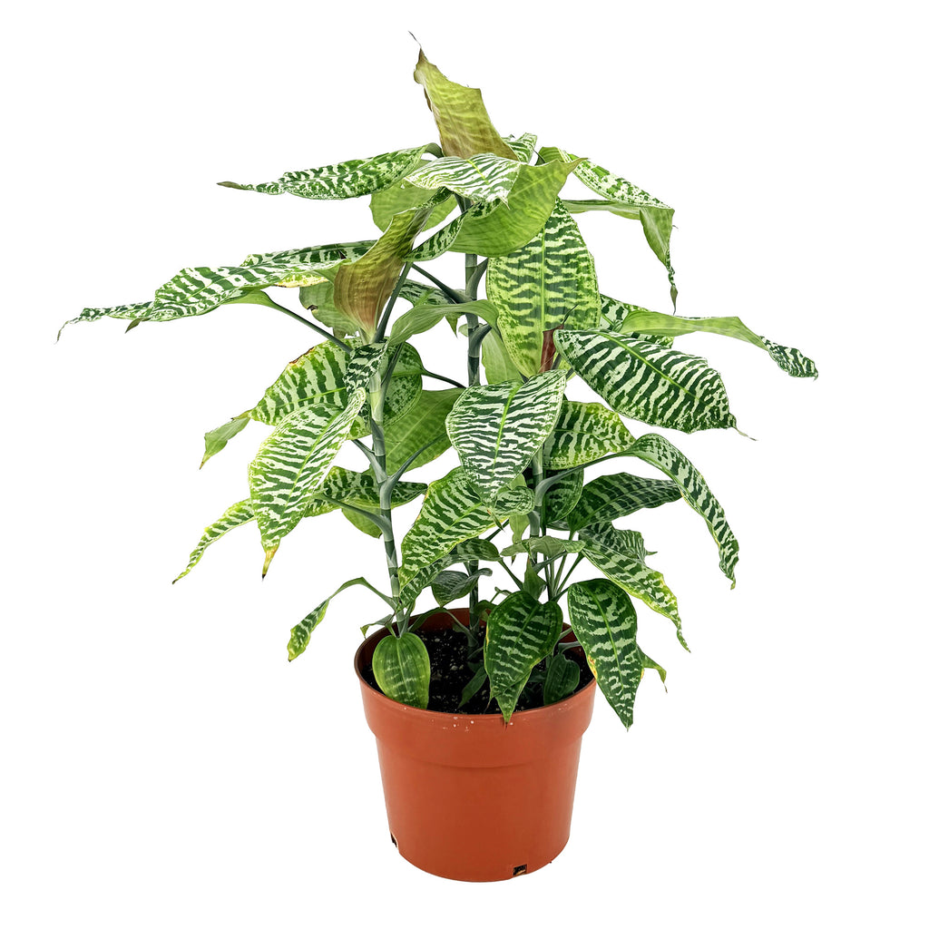 Dracaena goldieana