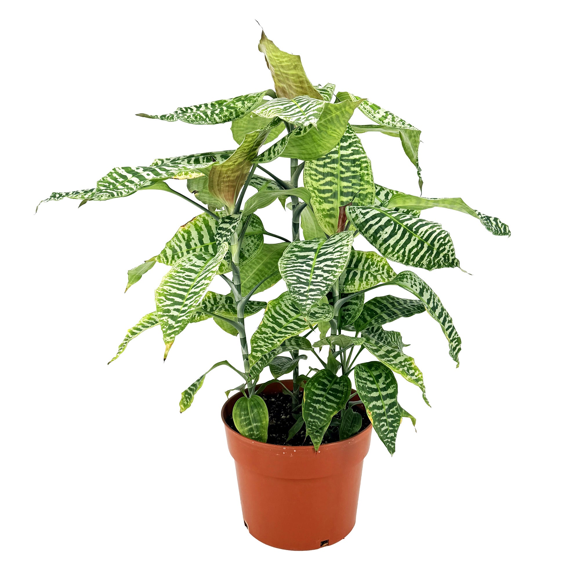 Dracaena goldieana