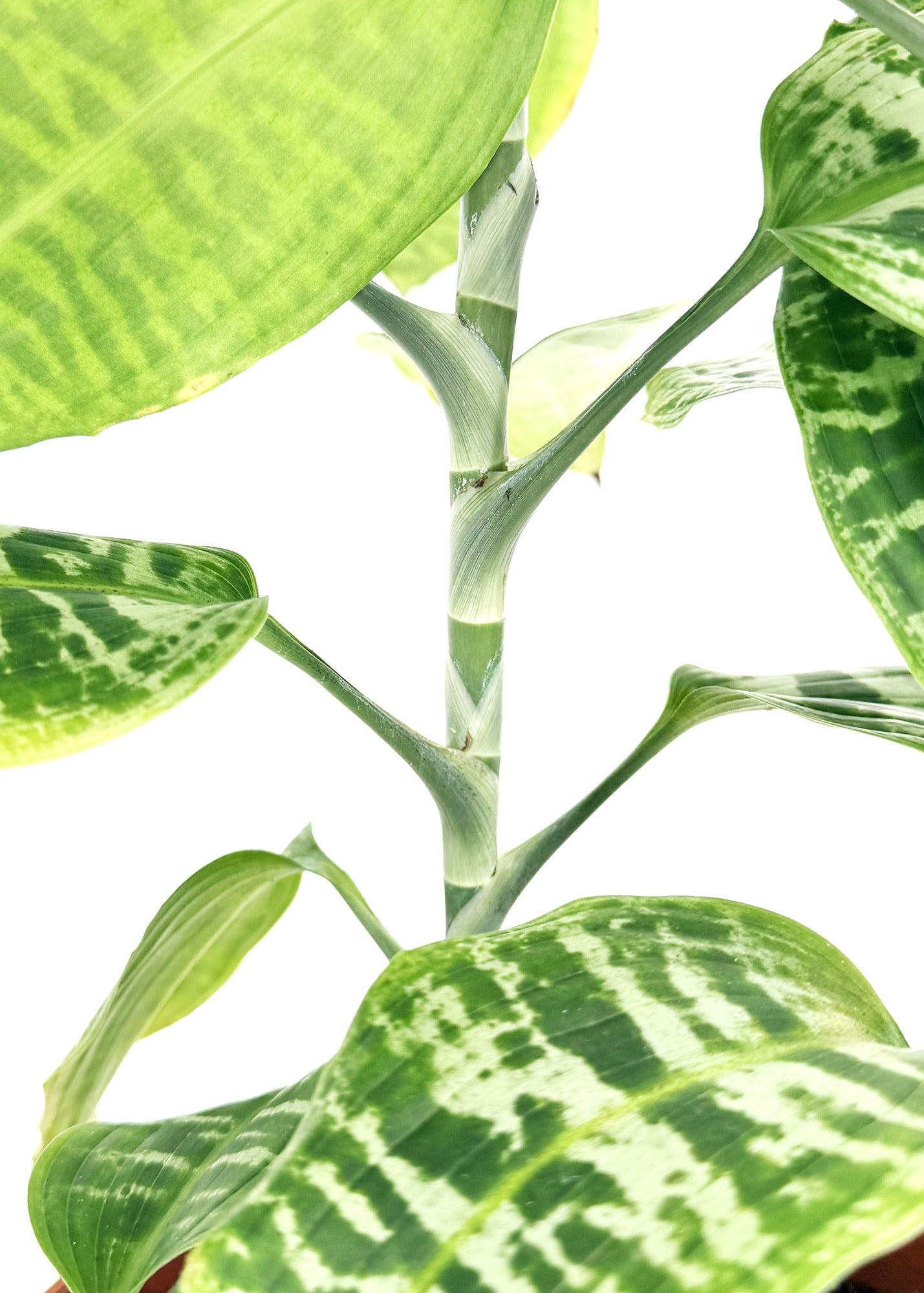 Dracaena goldieana