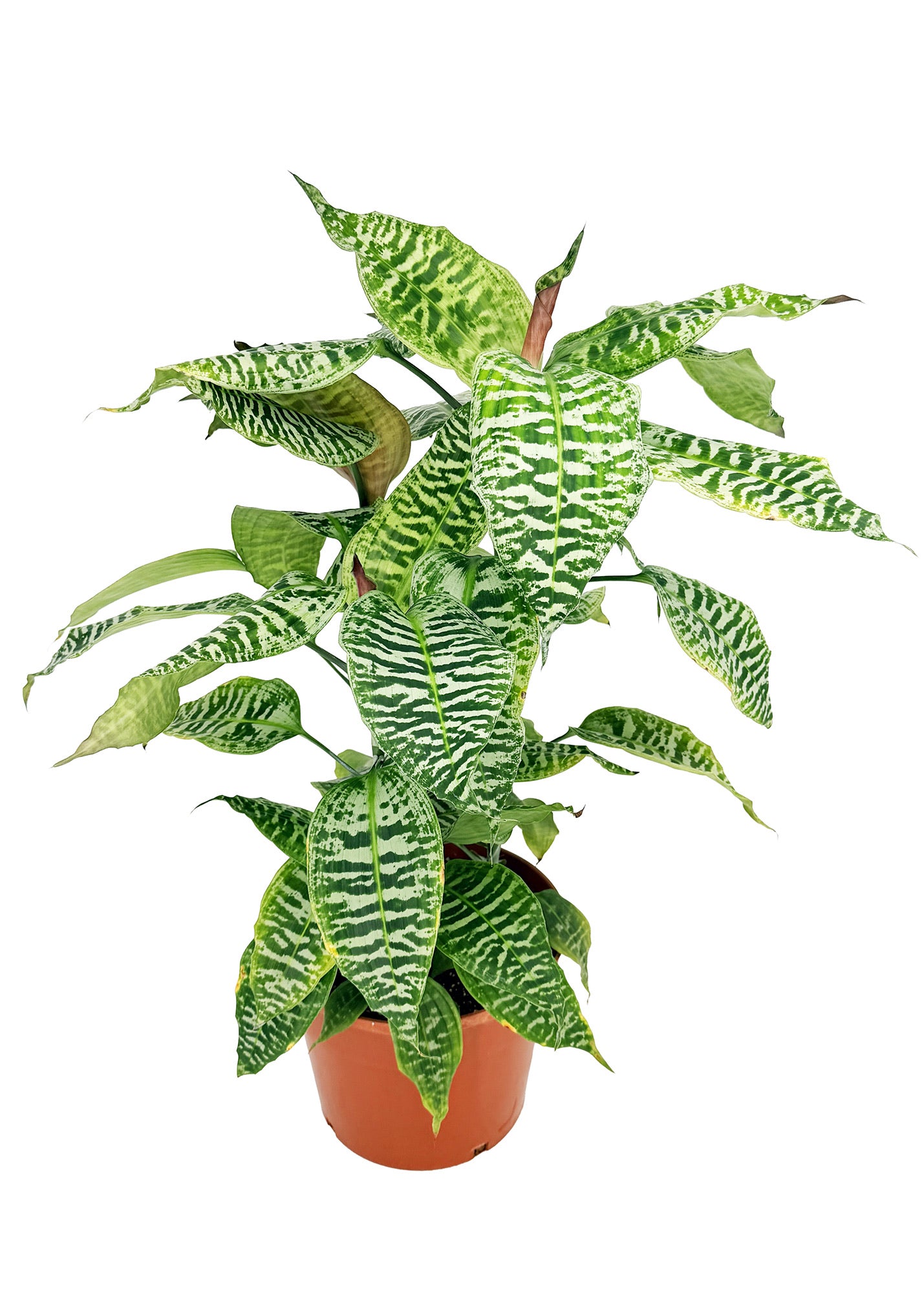 Dracaena goldieana