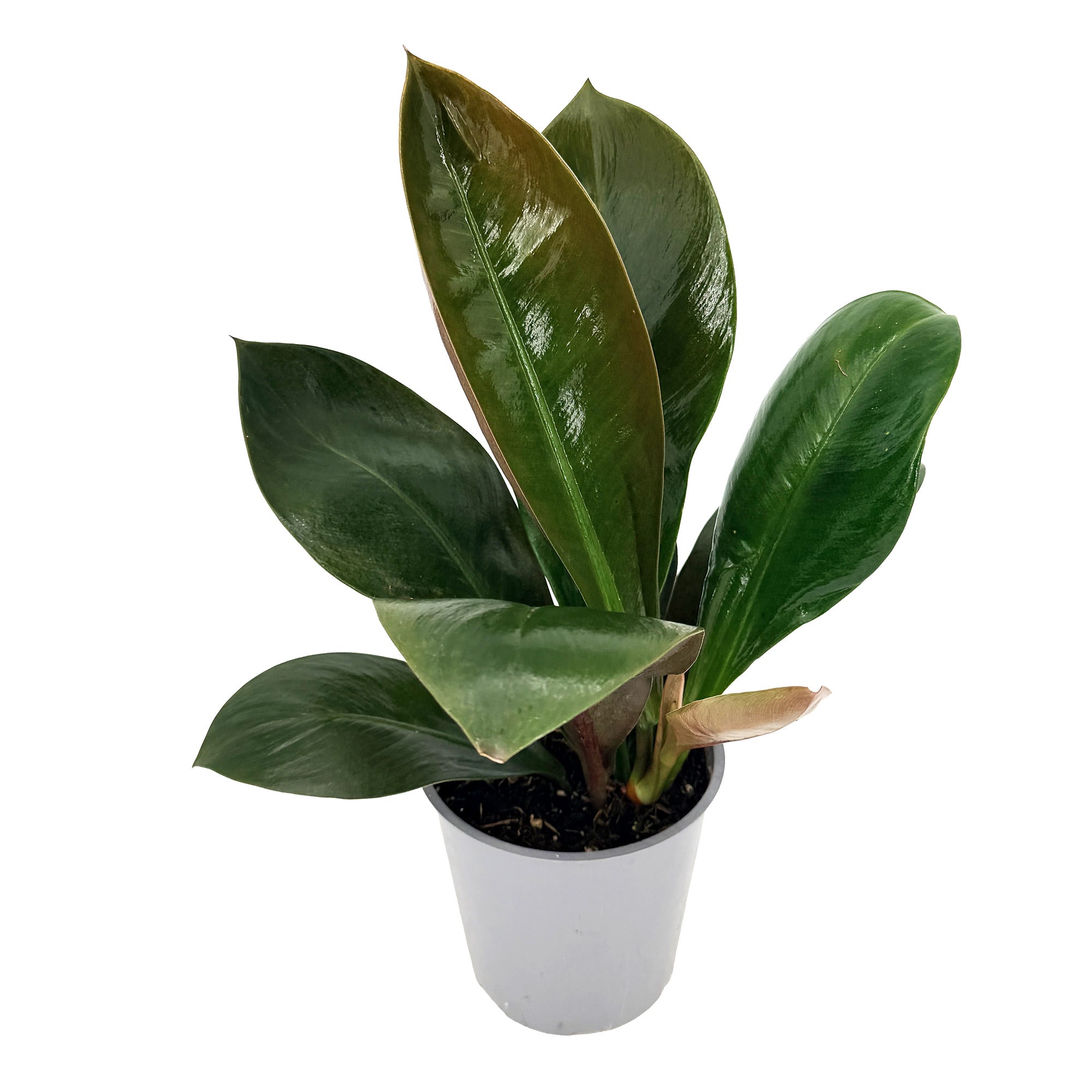 Philodendron linnaei