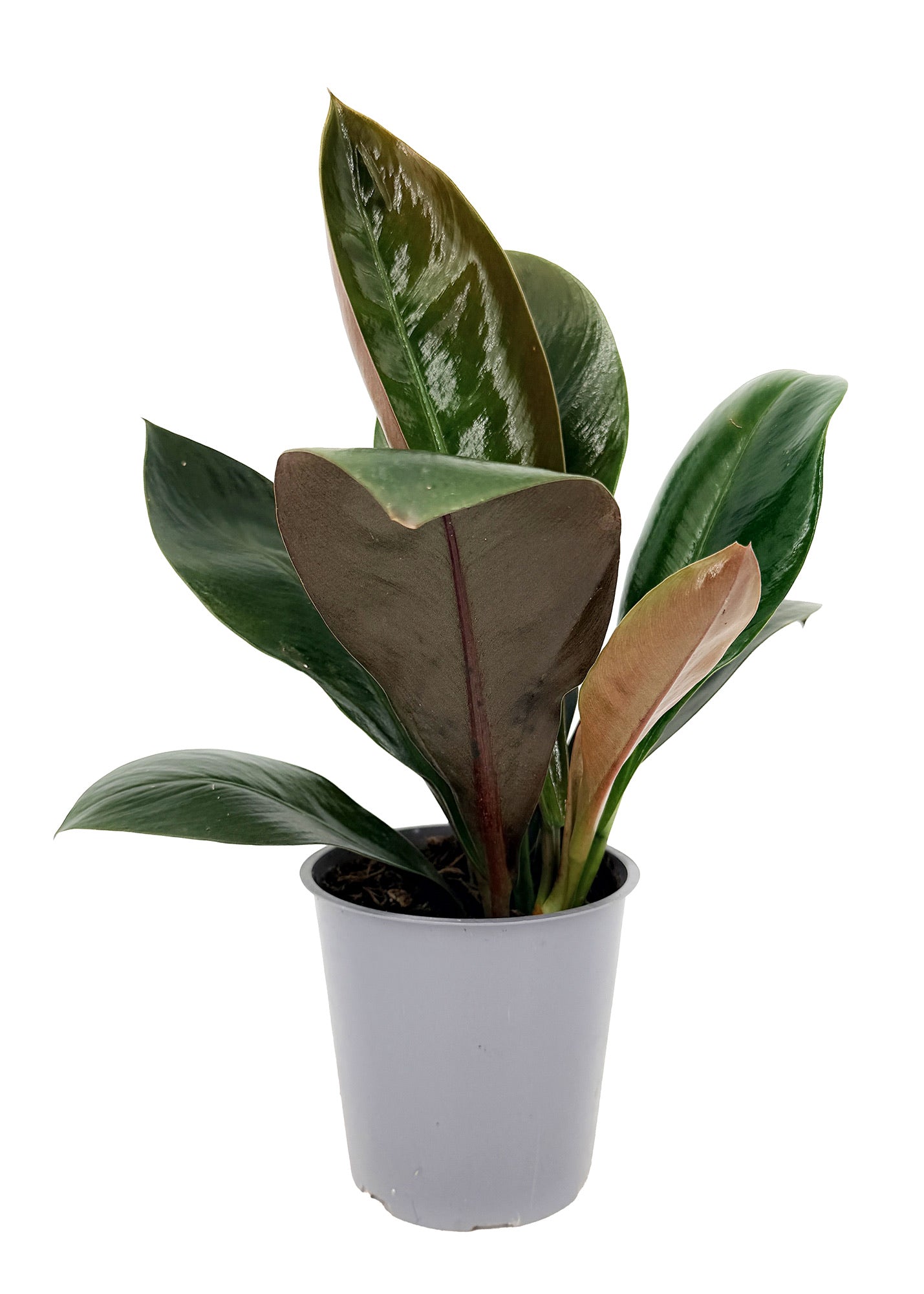 Philodendron linnaei