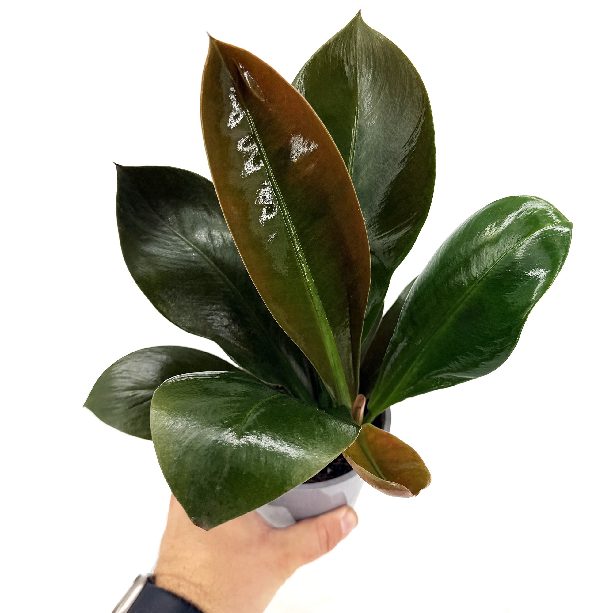Philodendron linnaei
