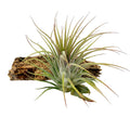 Tillandsia ionantha