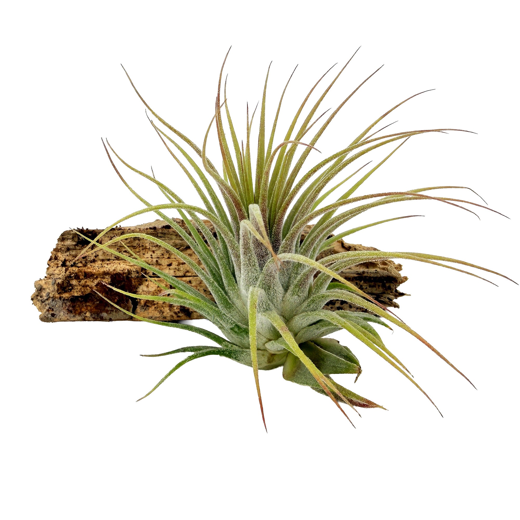 Tillandsia ionantha