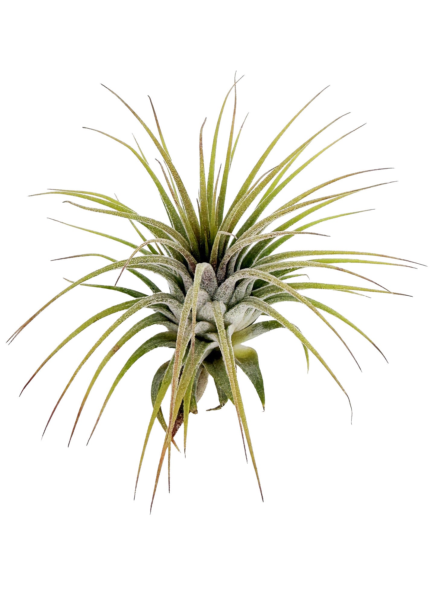 Tillandsia ionantha