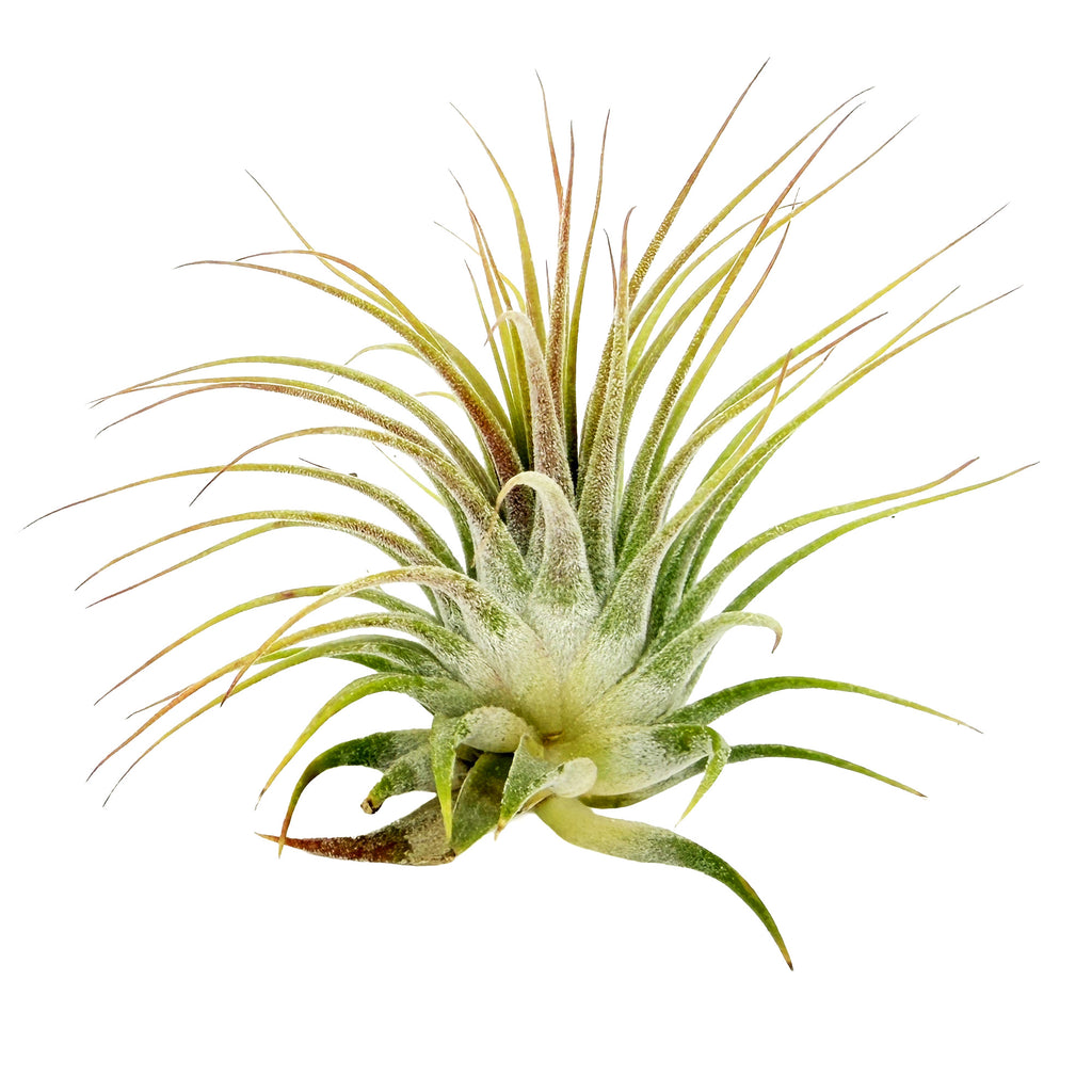 Tillandsia ionantha