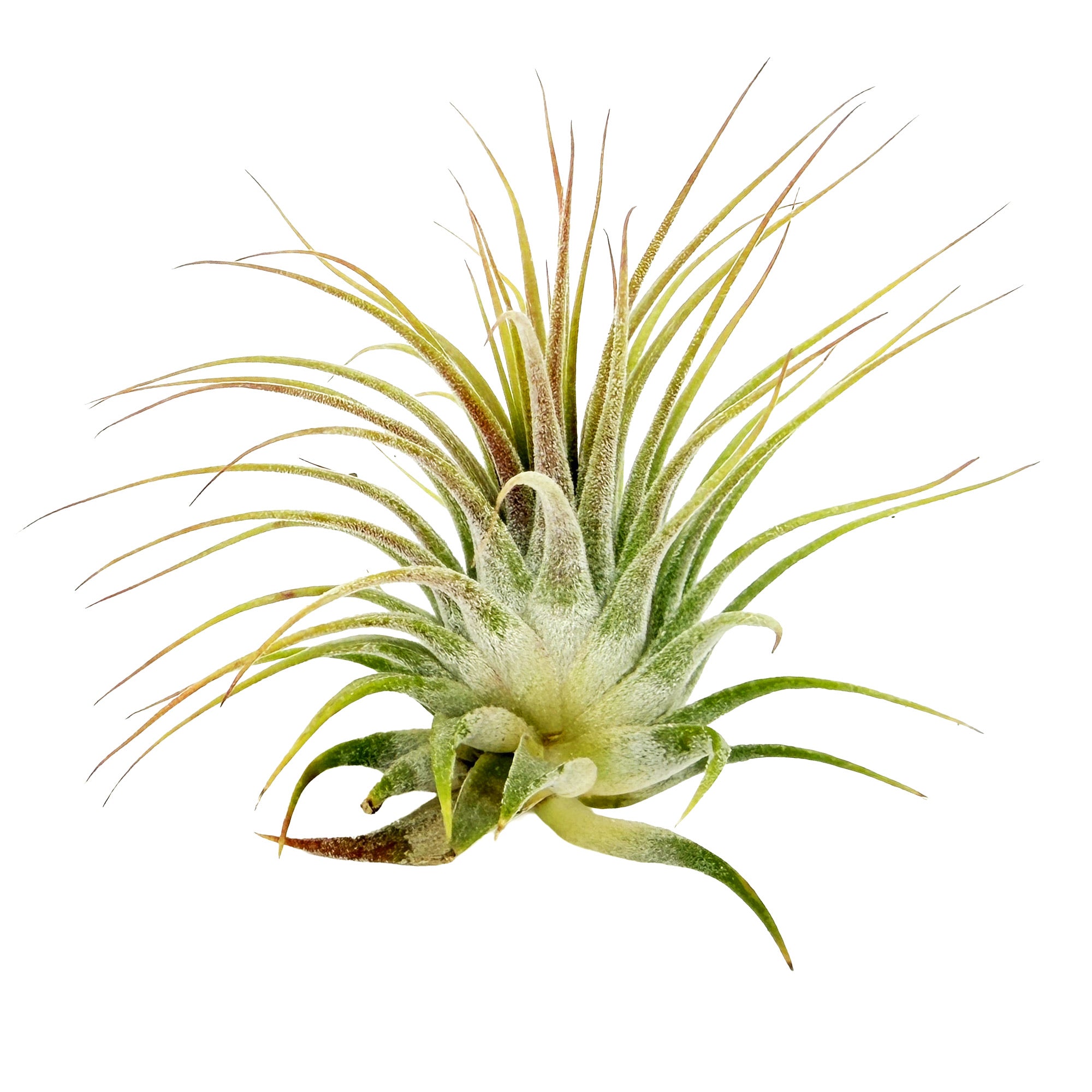 Tillandsia ionantha