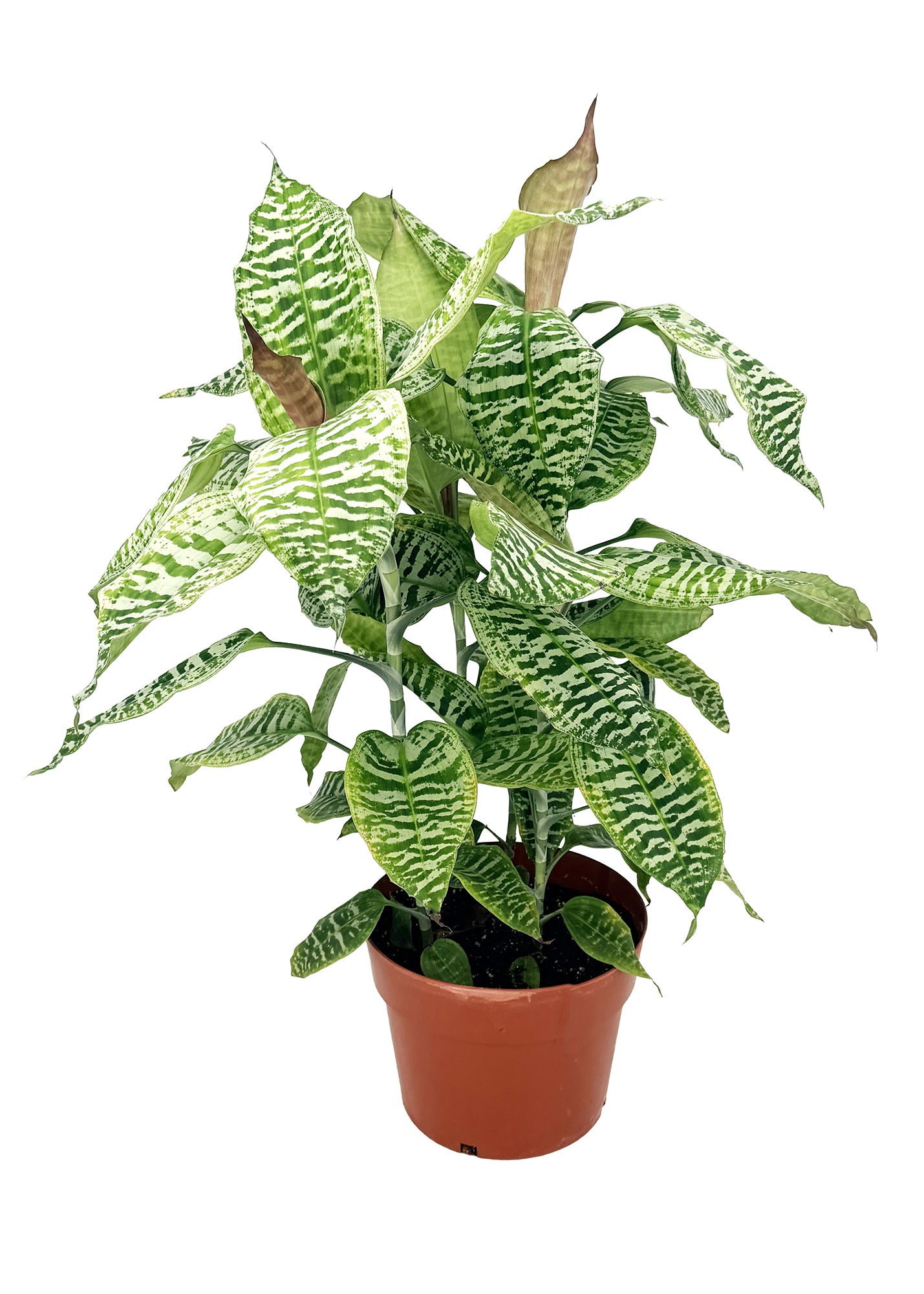 Dracaena goldieana